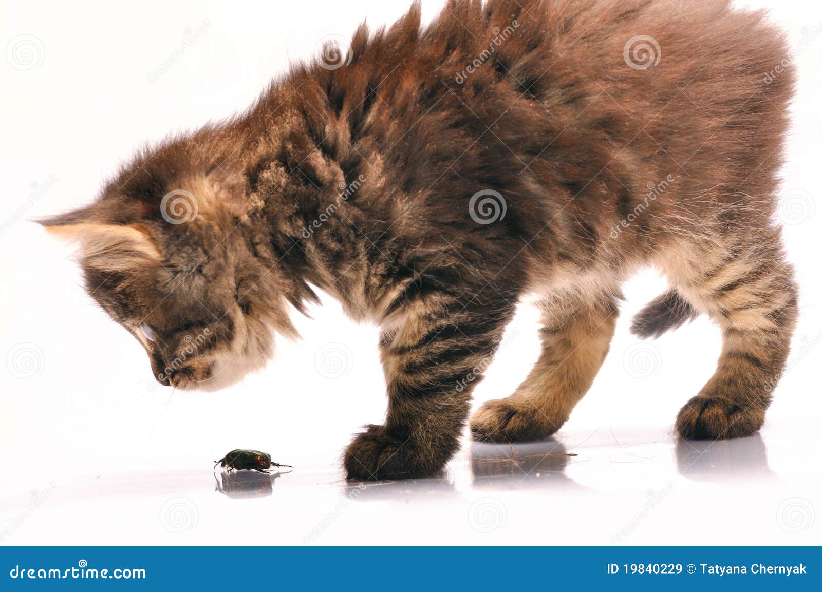 Kitten exploring a bug stock image. Image of hunt, animal - 19840229