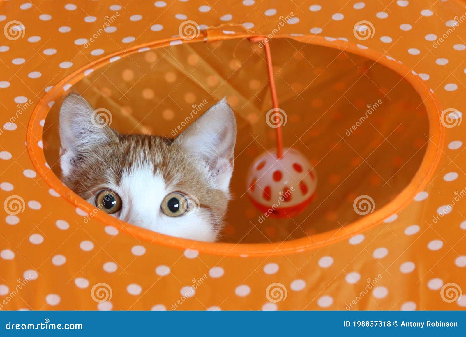 Kitten Eyes and Ears Peeking through Hole Stock Photo Image of orange