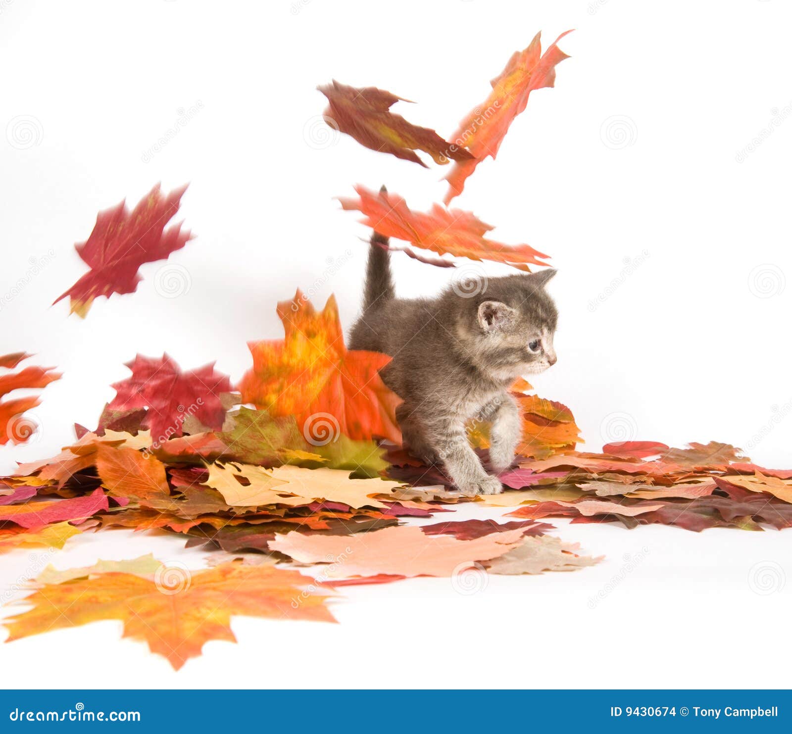 Kitten and fall leaves stock photo. Image of animal, fall 9430674