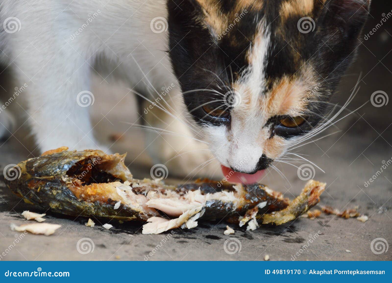 Kitten Feeding Fried Mackerel Stock Photo Image of food, hungry 49819170