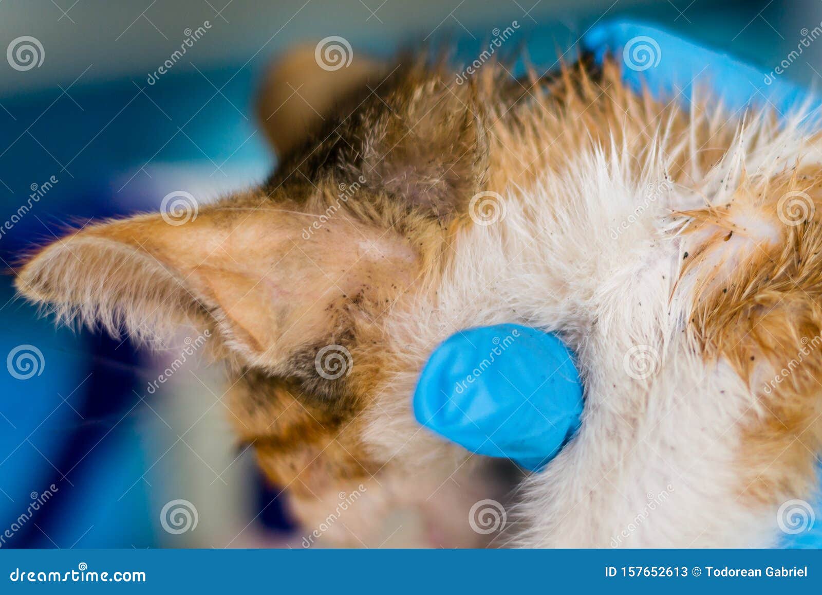 Kitten with Fleas on His Skin Surface Stock Image Image of adorable