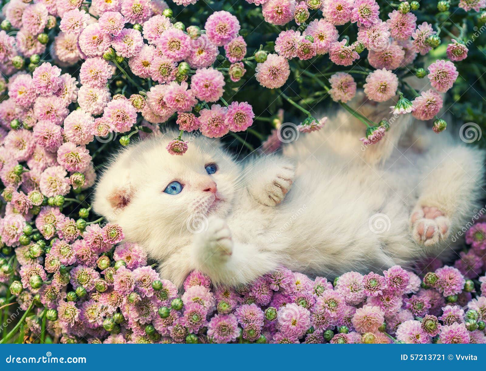 Kitten in flowers stock image. Image of domestic, color 57213721