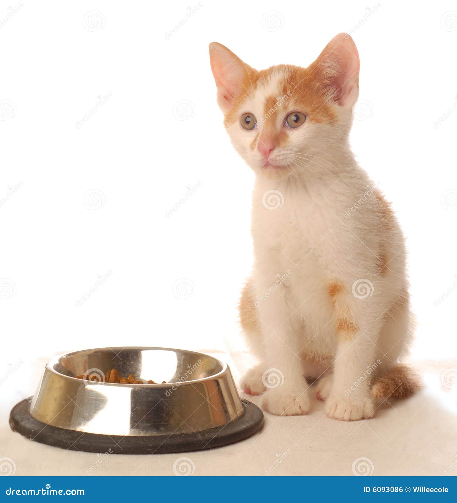 Kitten at food dish stock photo. Image of interested, newborn 6093086