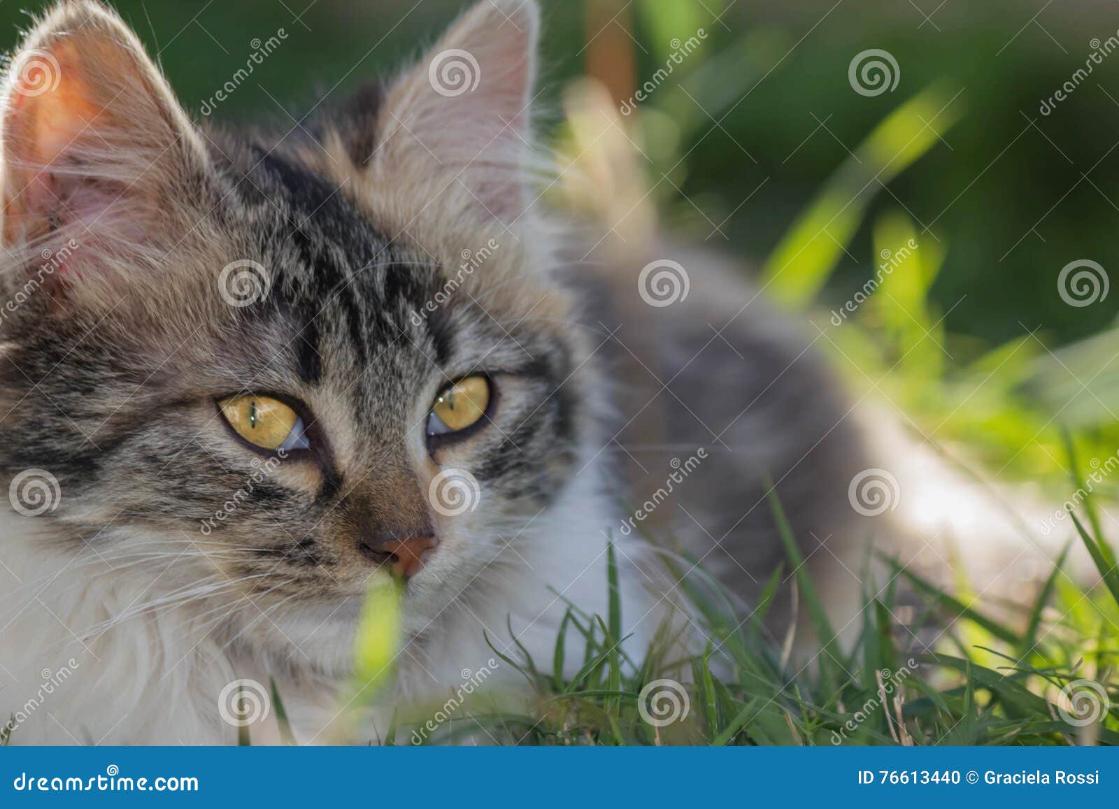 Kitten in the garden stock photo. Image of attentive 76613440