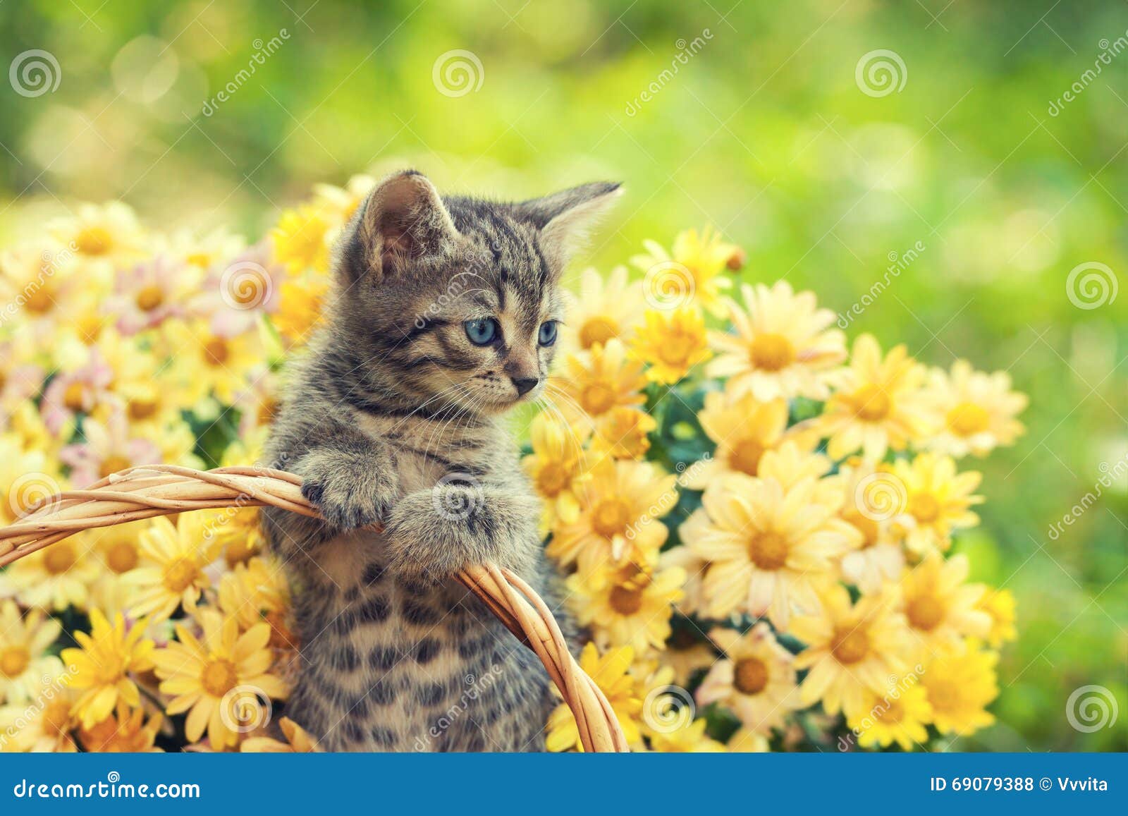 Kitten in the Garden with Flowers Stock Photo Image of basket, blue
