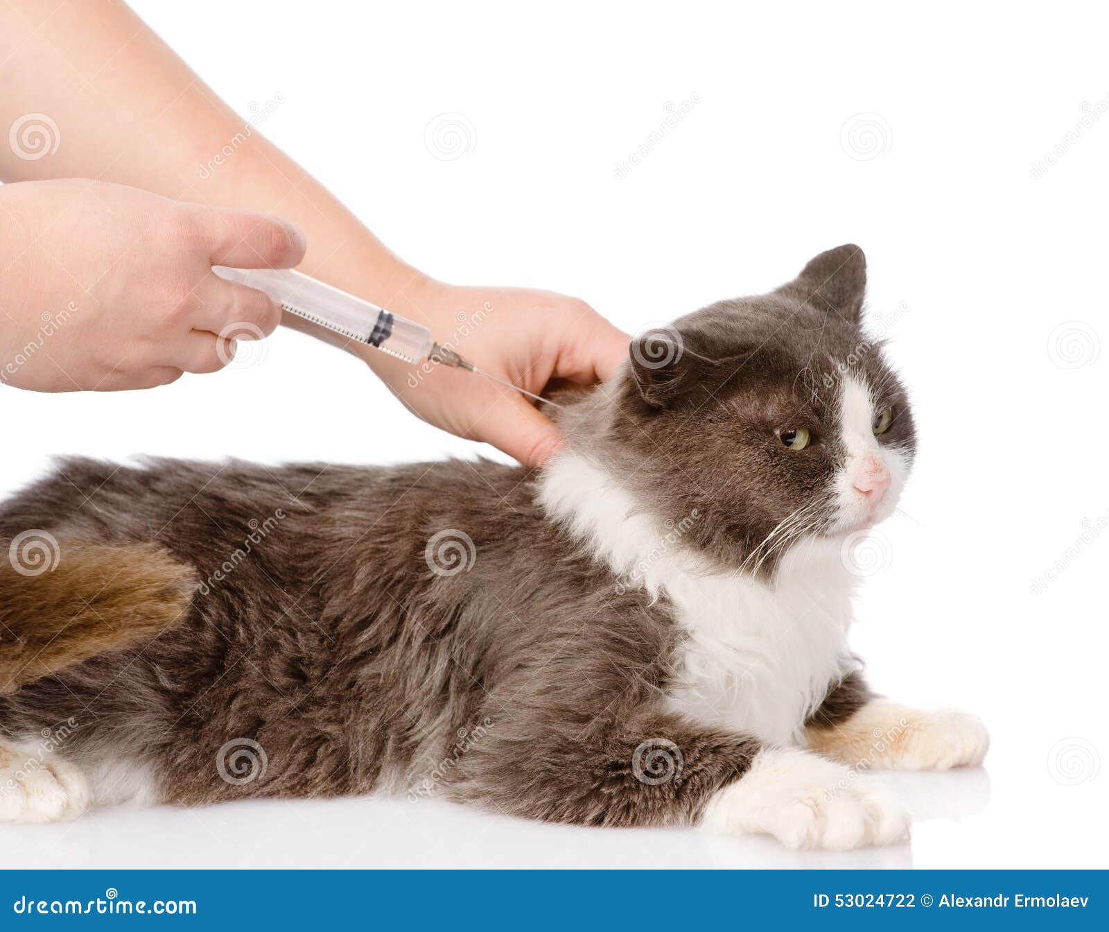 Kitten Getting a Vaccine at the Veterinary Clinic. Stock Photo - Image