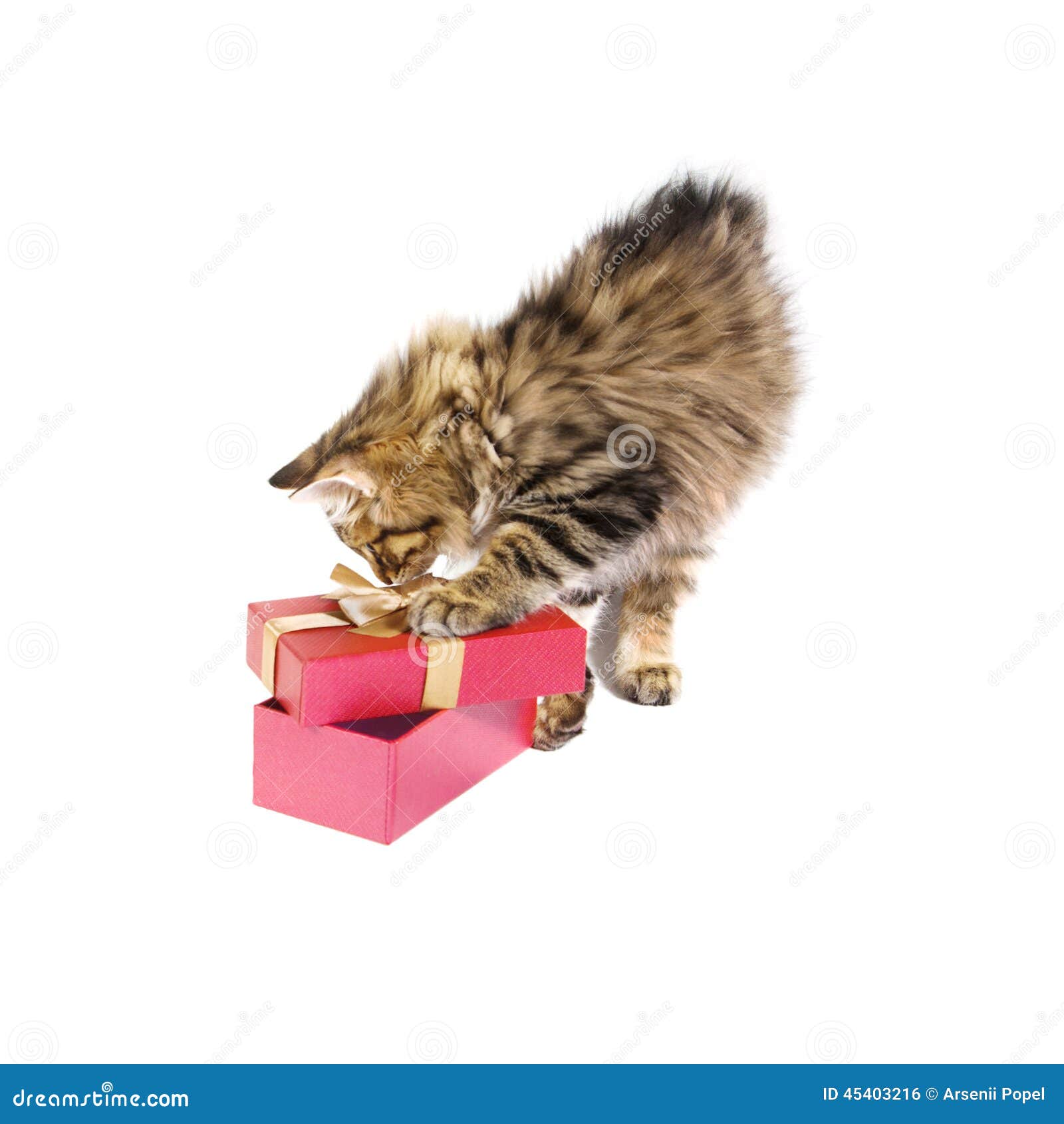 Kitten about gift box stock photo. Image of christmas 45403216