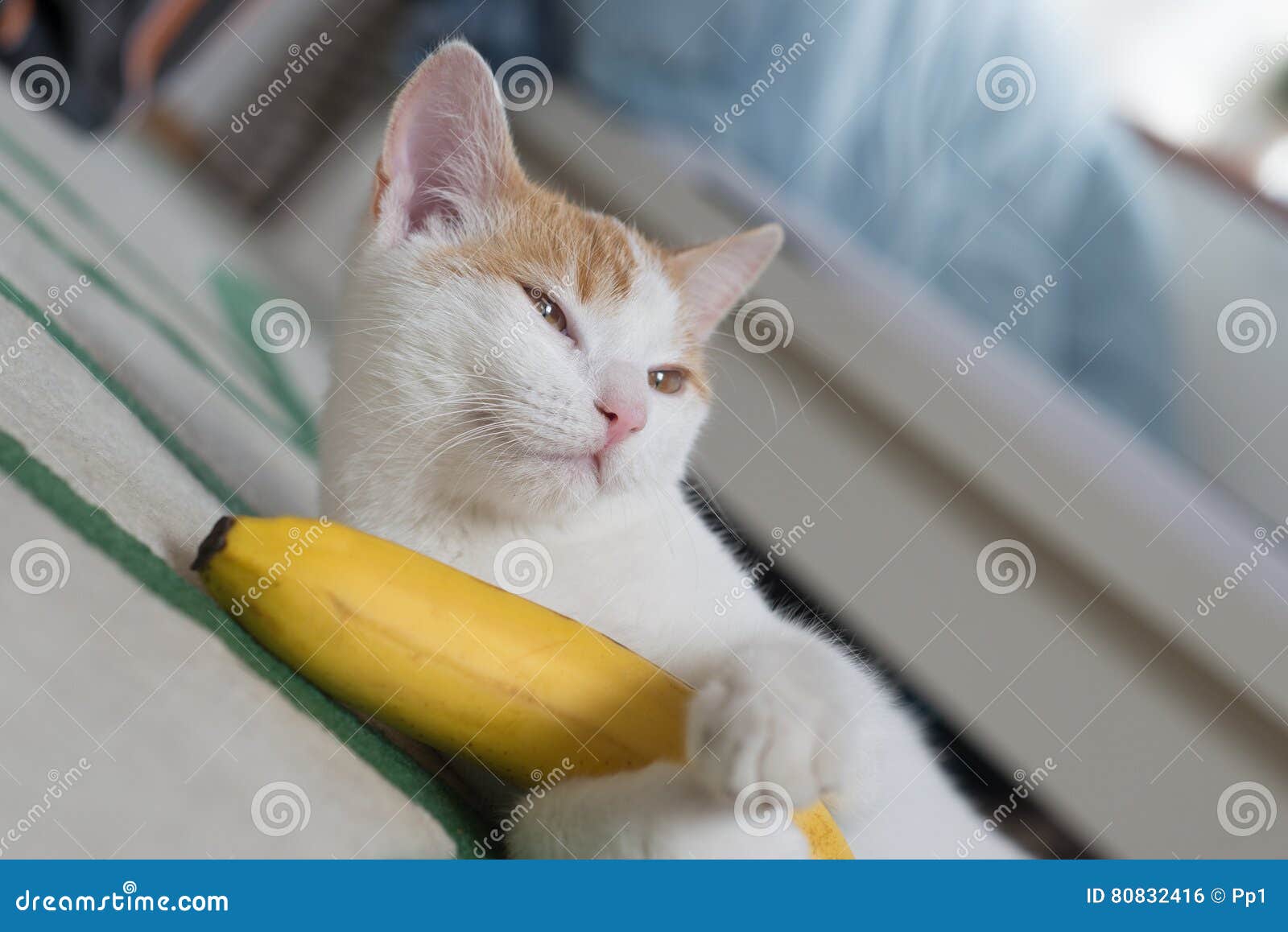 kitten banana