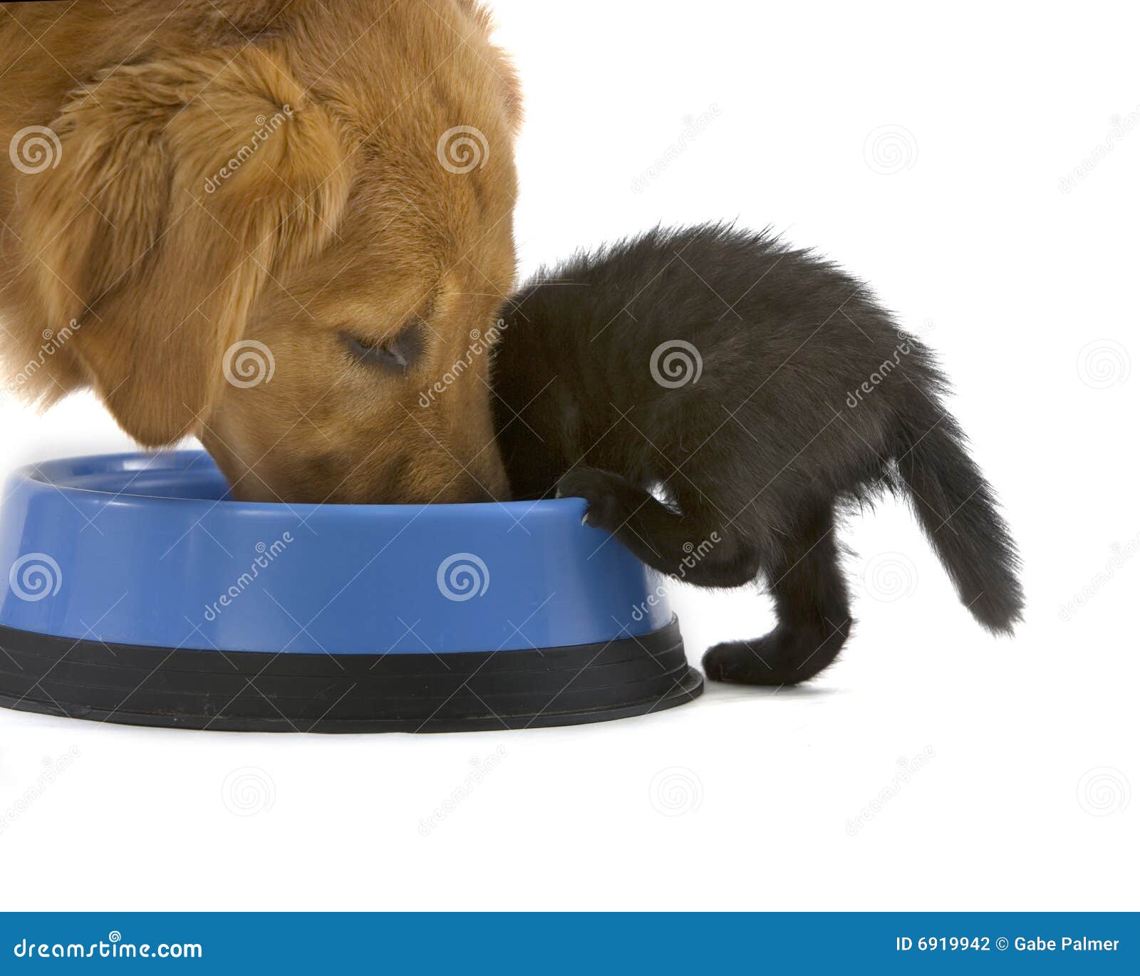 Kitten and Golden Retriever Share Food Stock Photo Image of pets