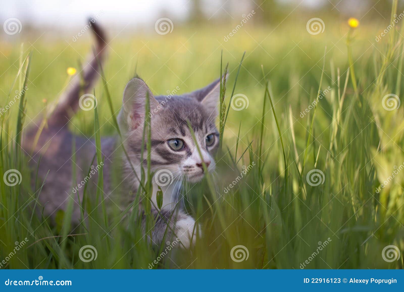 Kitten in grass stock image. Image of defocused, domestic 22916123