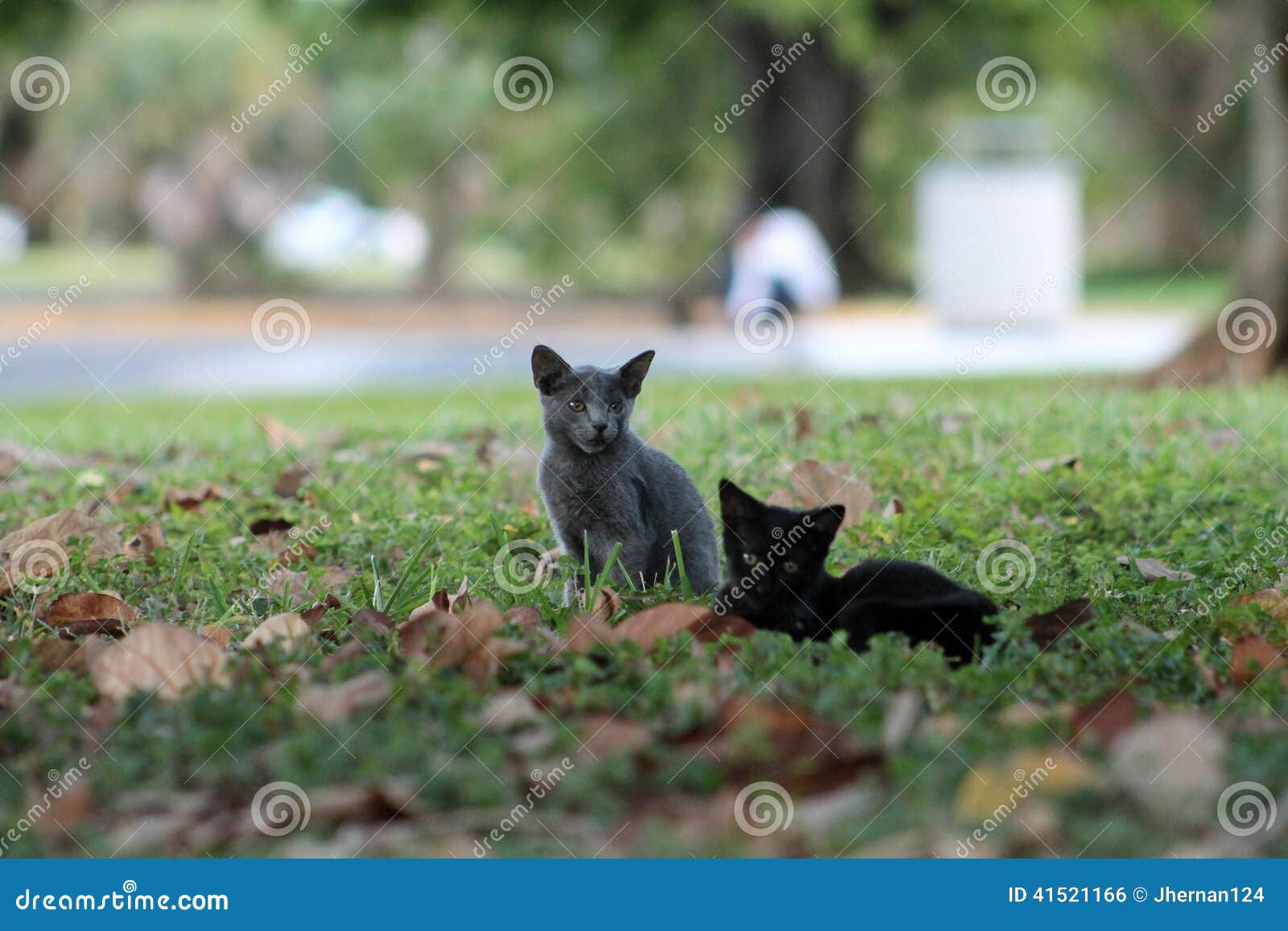 Kitten on grassy field stock photo. Image of field, grass 41521166