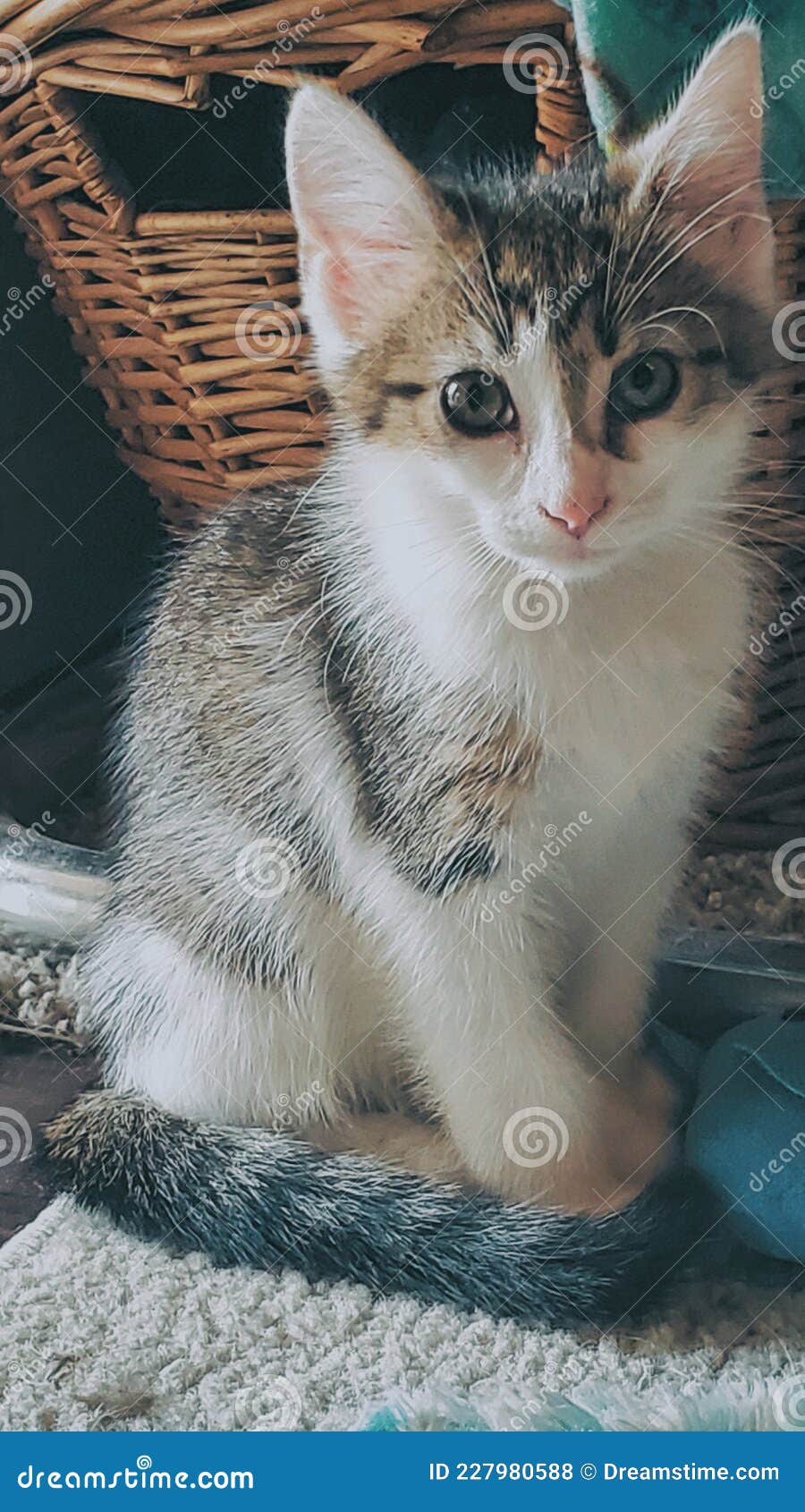 Kitten stock photo. Image of mammal, carnivore, kitten 227980588