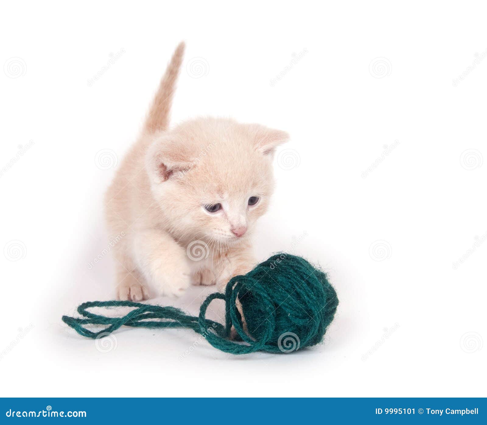 Kitten and green yarn stock image. Image of kitty, yarn 9995101
