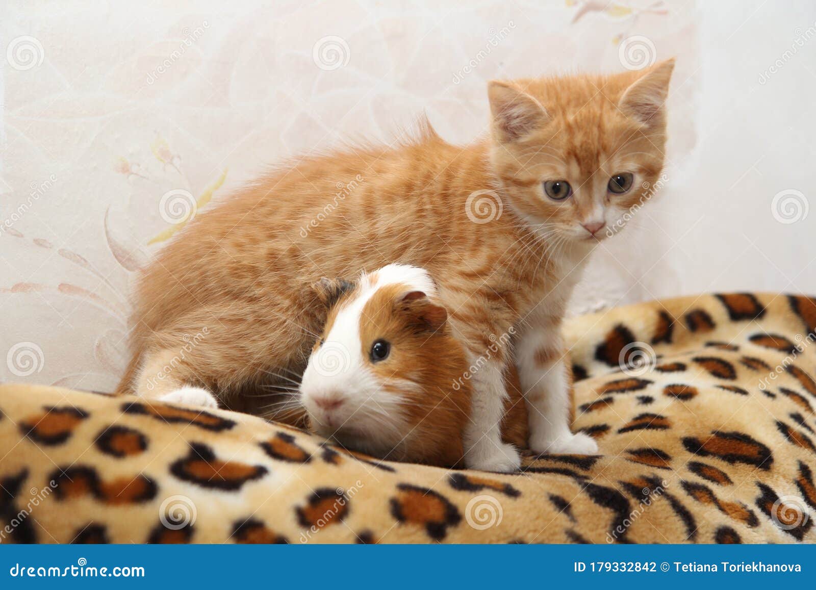 Kitten and guinea pig 2 stock photo. Image of british 179332842
