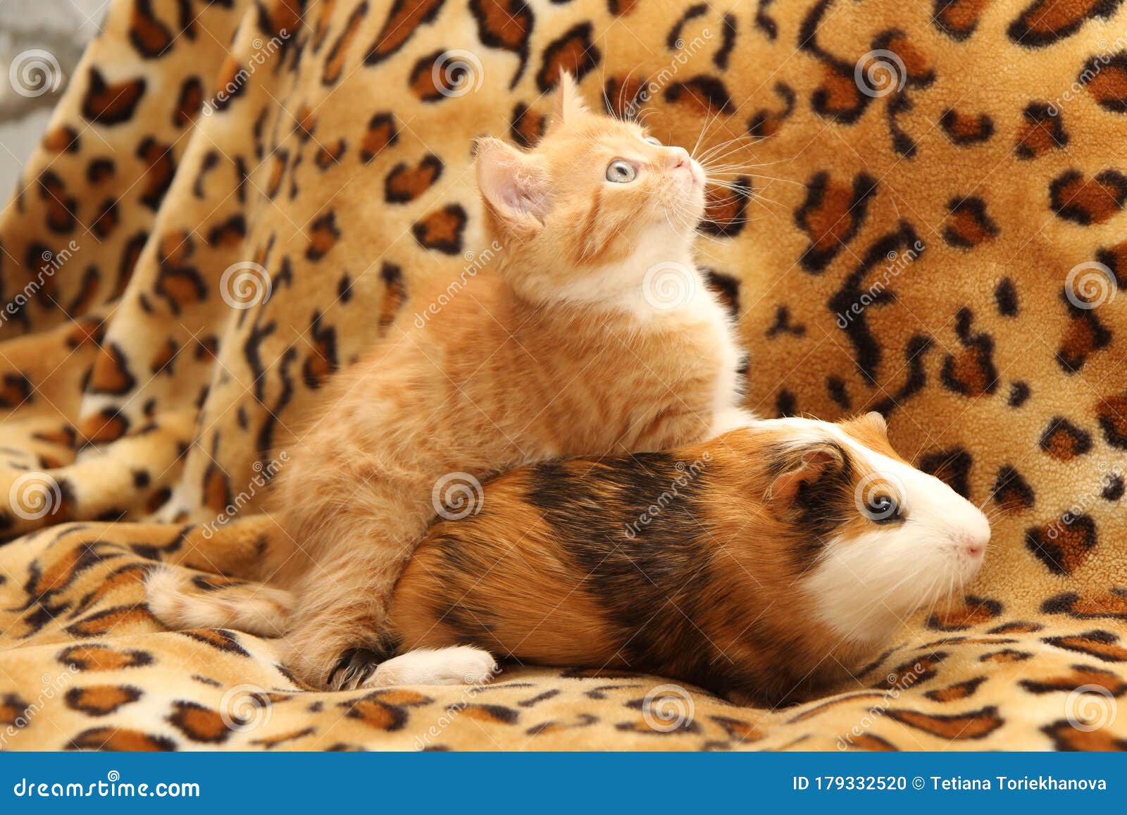 Kitten and guinea pig stock photo. Image of lonely, kittens 179332520