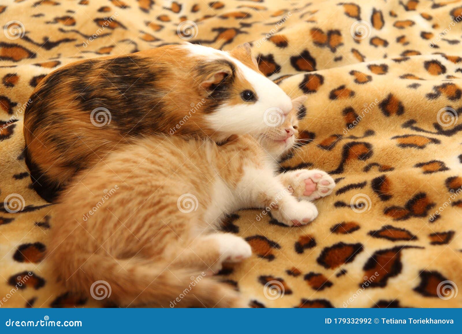 Kitten and guinea pig 2 stock photo. Image of animal 179332992