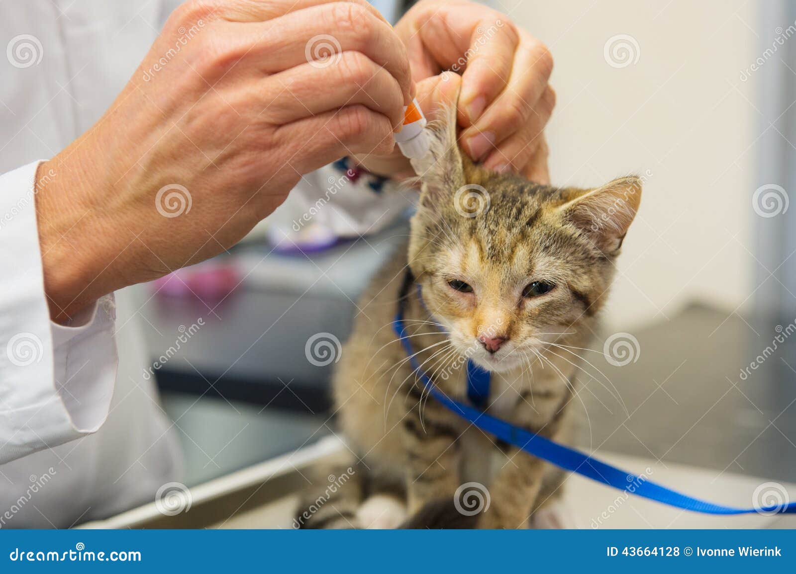 Kitten is Having Ear Drops by the Vet Stock Photo Image of