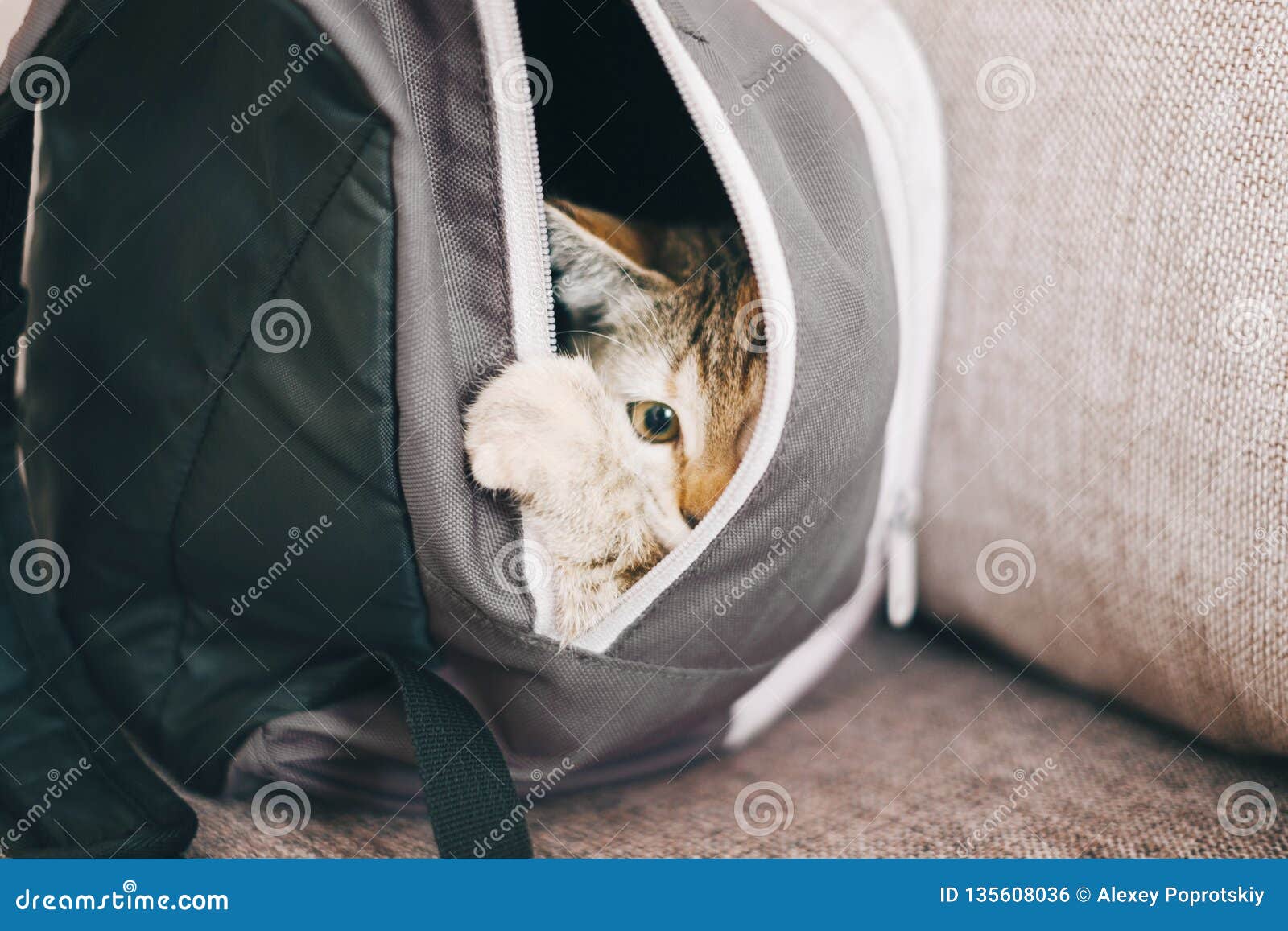 Kitten Hiding in a Backpack. Stock Photo Image of curious, kitty