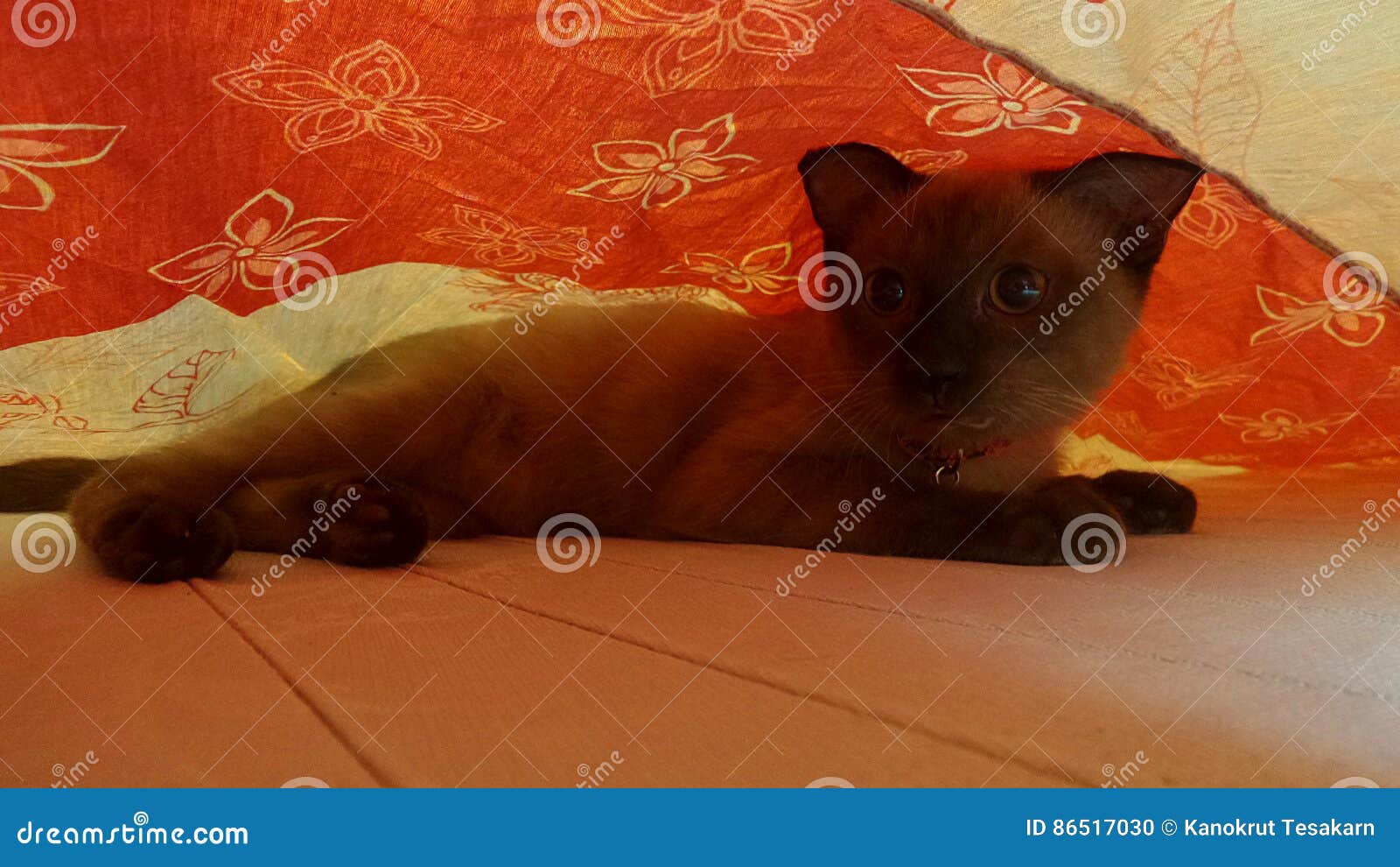 Kitten Hiding Under Bed Cloth Stock Photo Image of hiding, kitten