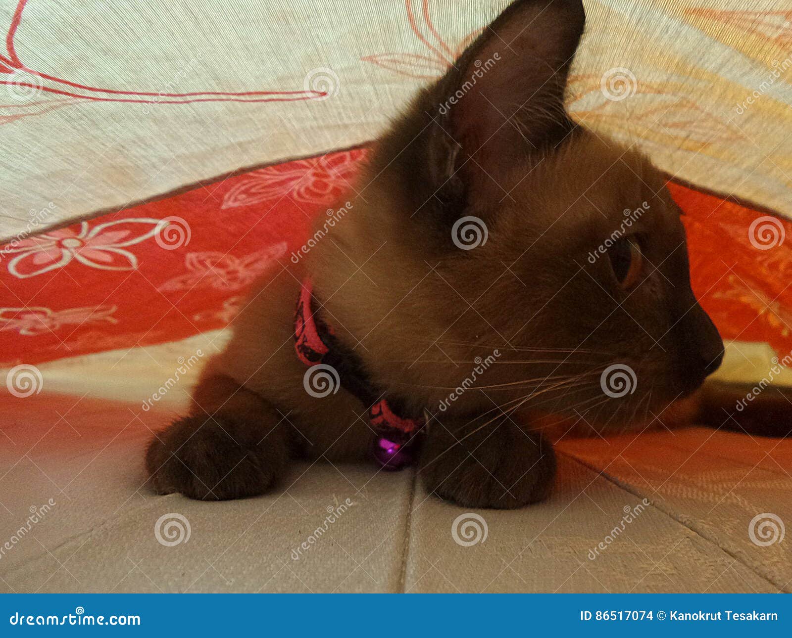 Kitten Hiding Under Bed Cloth Stock Photo Image of room, clothb 86517074