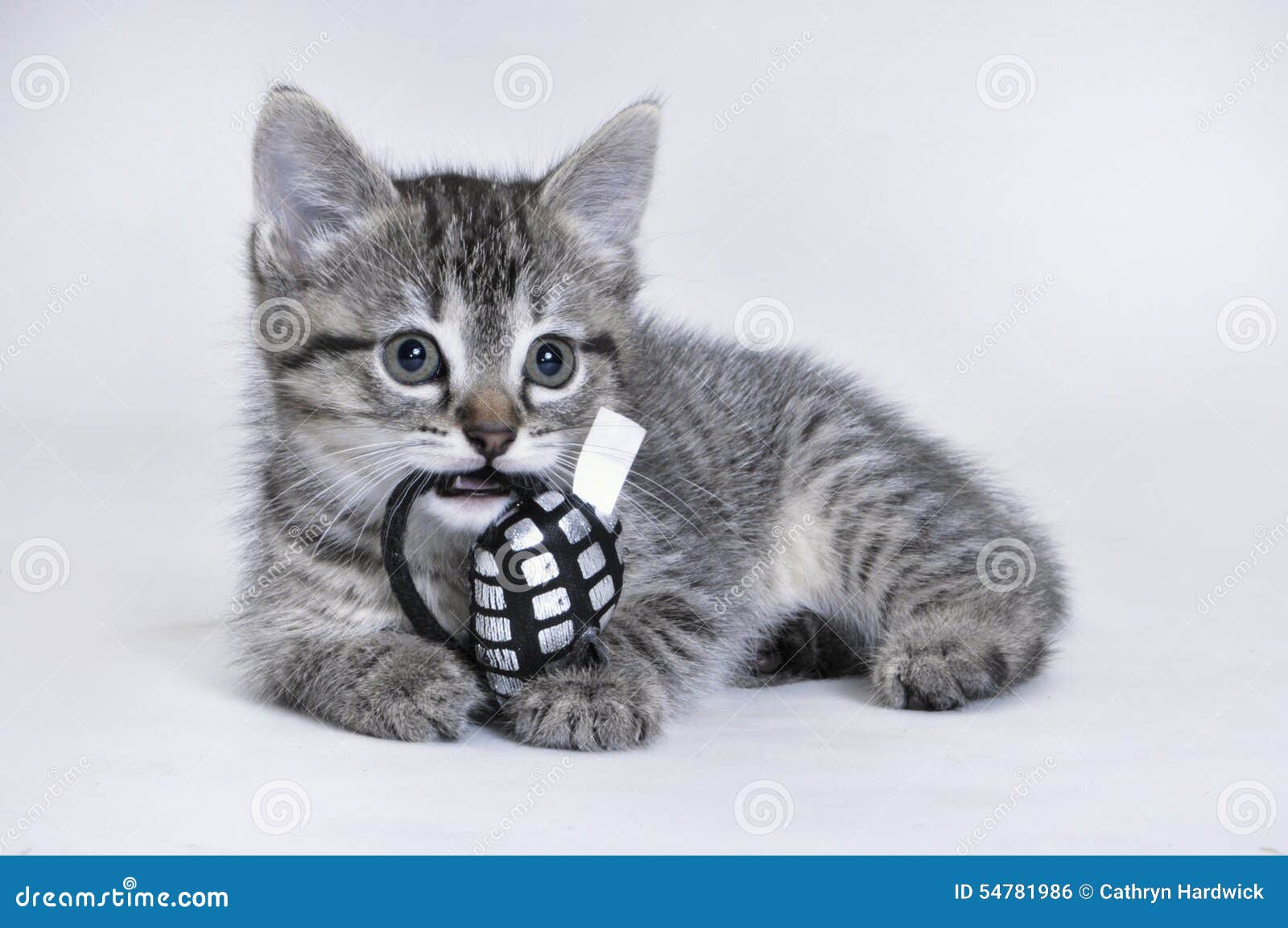 Kitten Holding A Toy Stock Photo Image Of Isolated Portrait 54781986