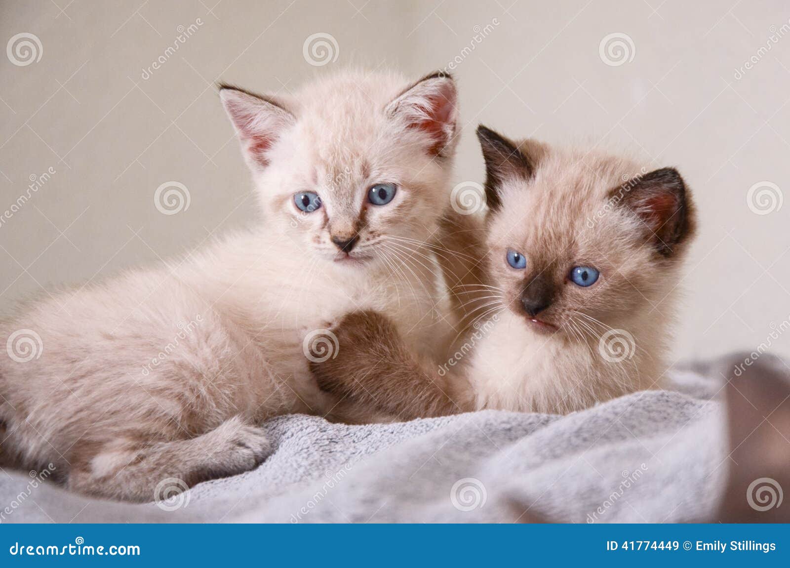 Kitten Holds Sibling Kitten De L'Himalaya Polydactyl Image stock