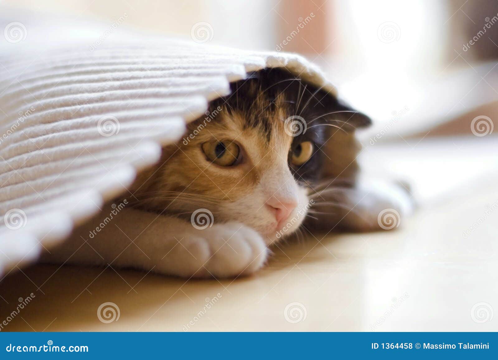 The kitten homesick stock photo. Image of feline, deserted 1364458