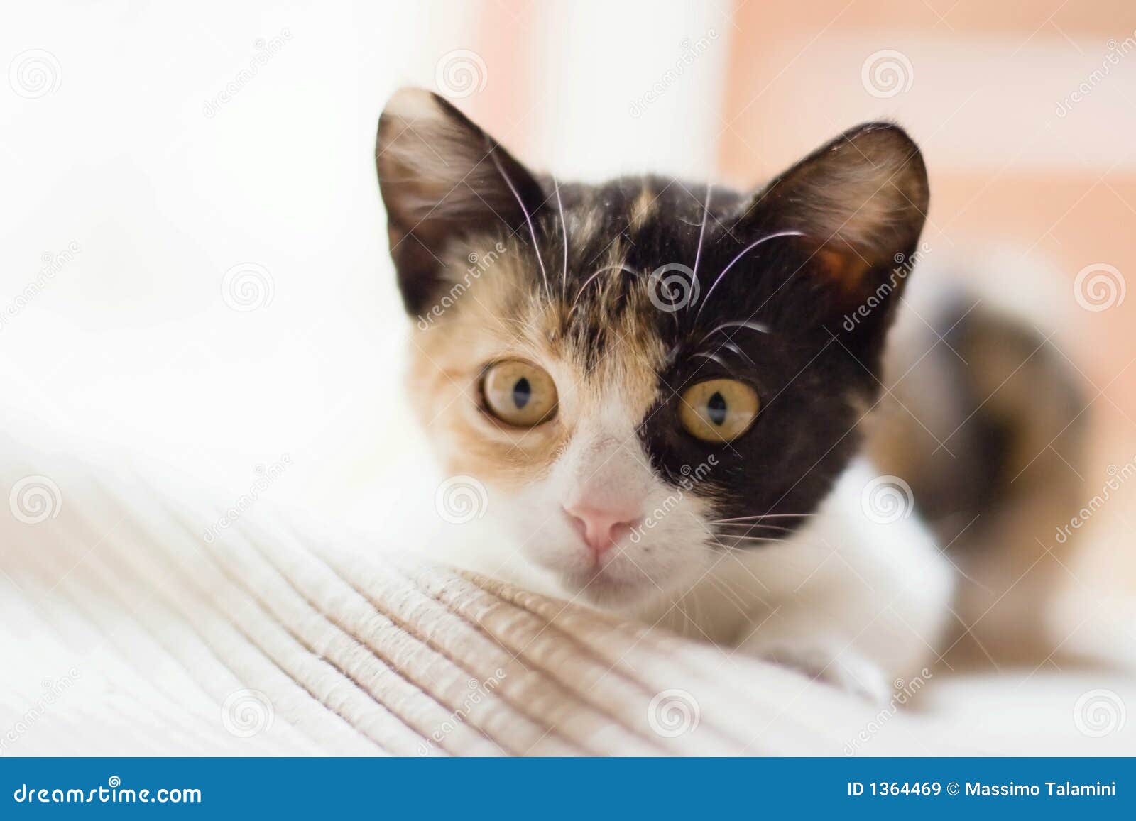 The kitten homesick stock image. Image of abandoned, feline 1364469