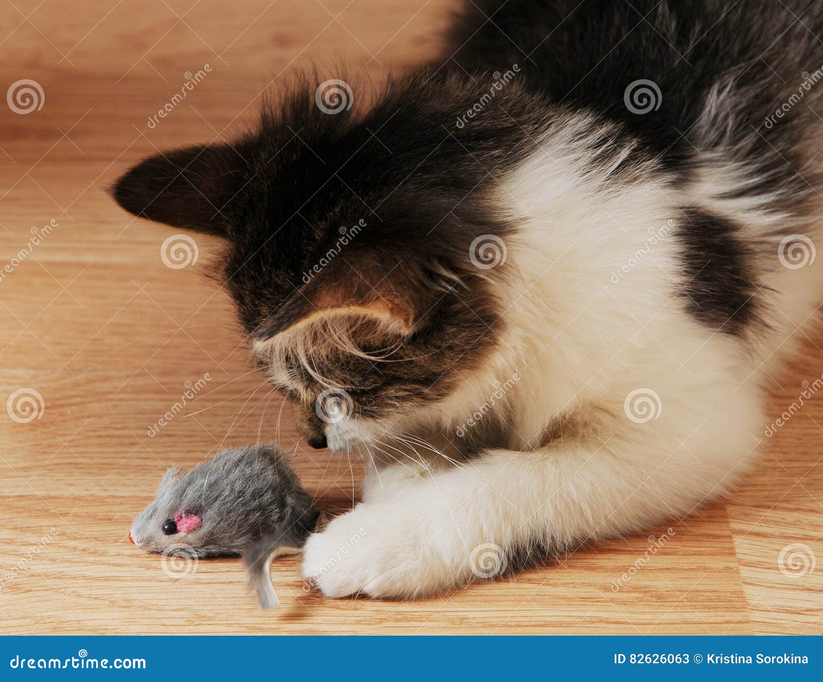 Kitten Hunts for a Toy Mouse Stock Image Image of playful, kitty