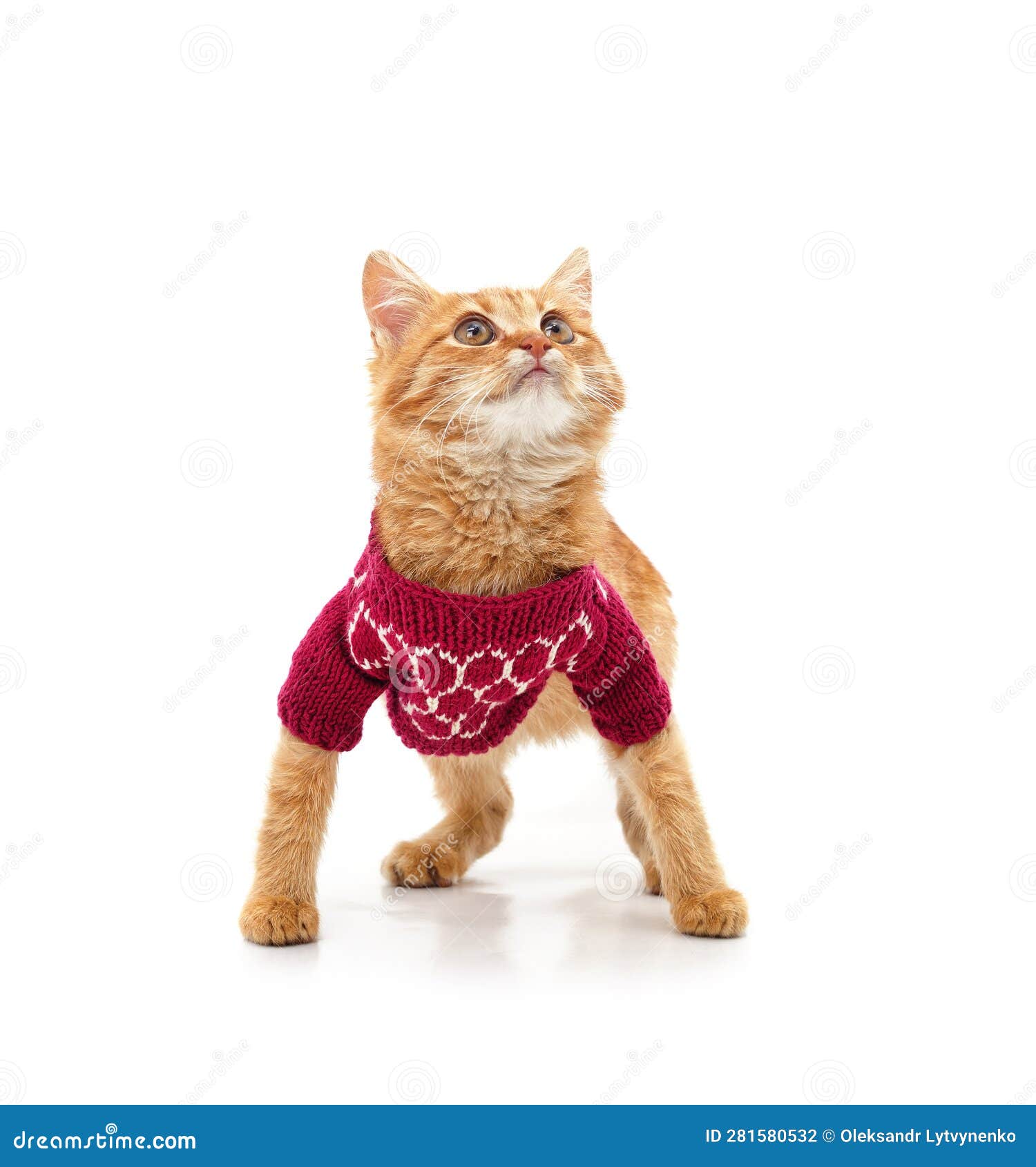 Kitten in a Jumper Looking Up Stock Photo Image of model, portrait