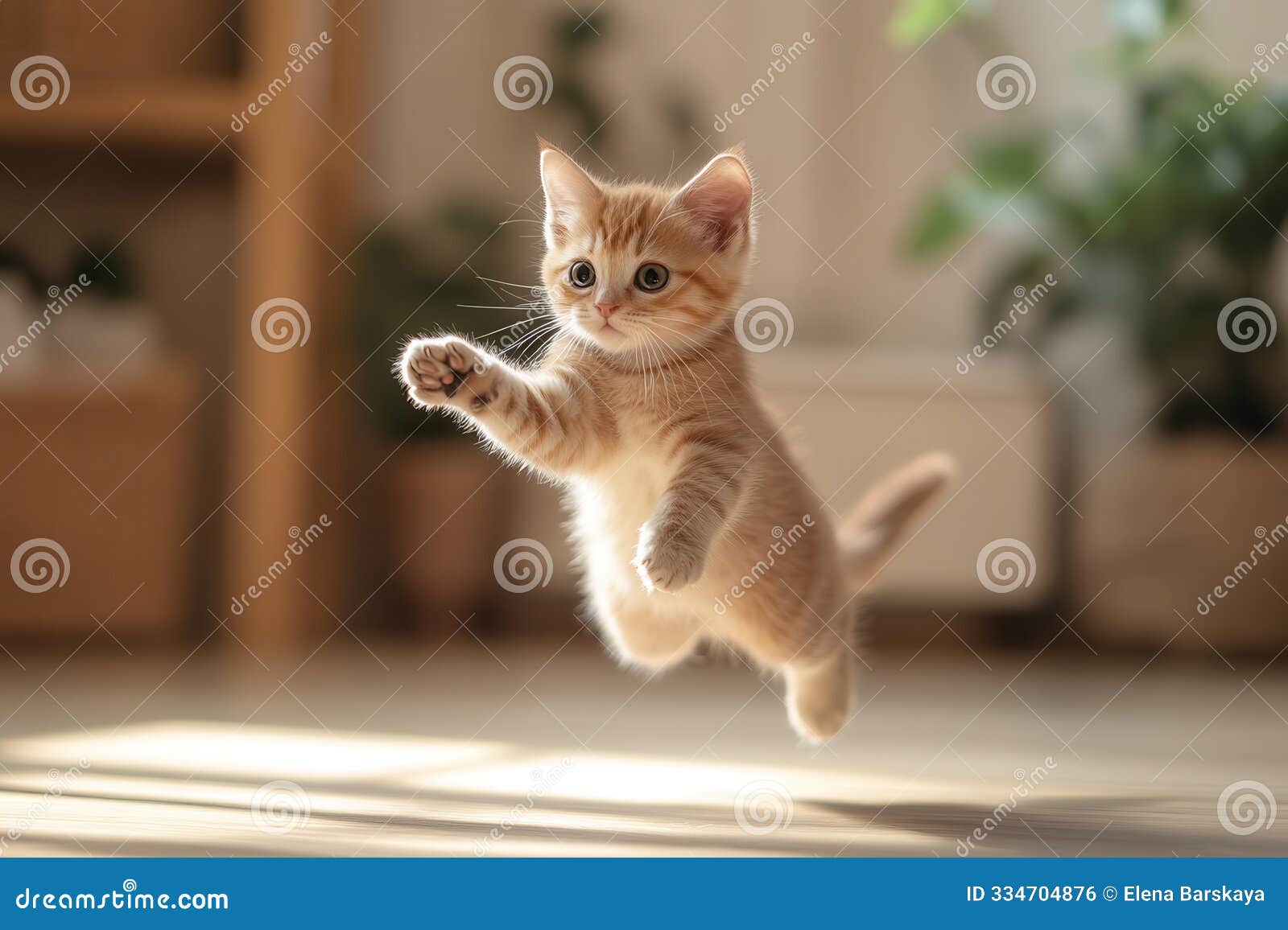 kitten lapping milk from saucer surrounded by toys