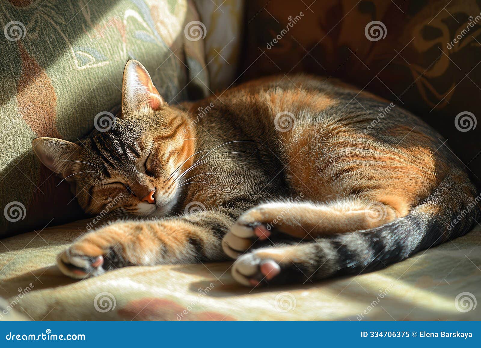 kitten lapping milk from saucer surrounded by toys