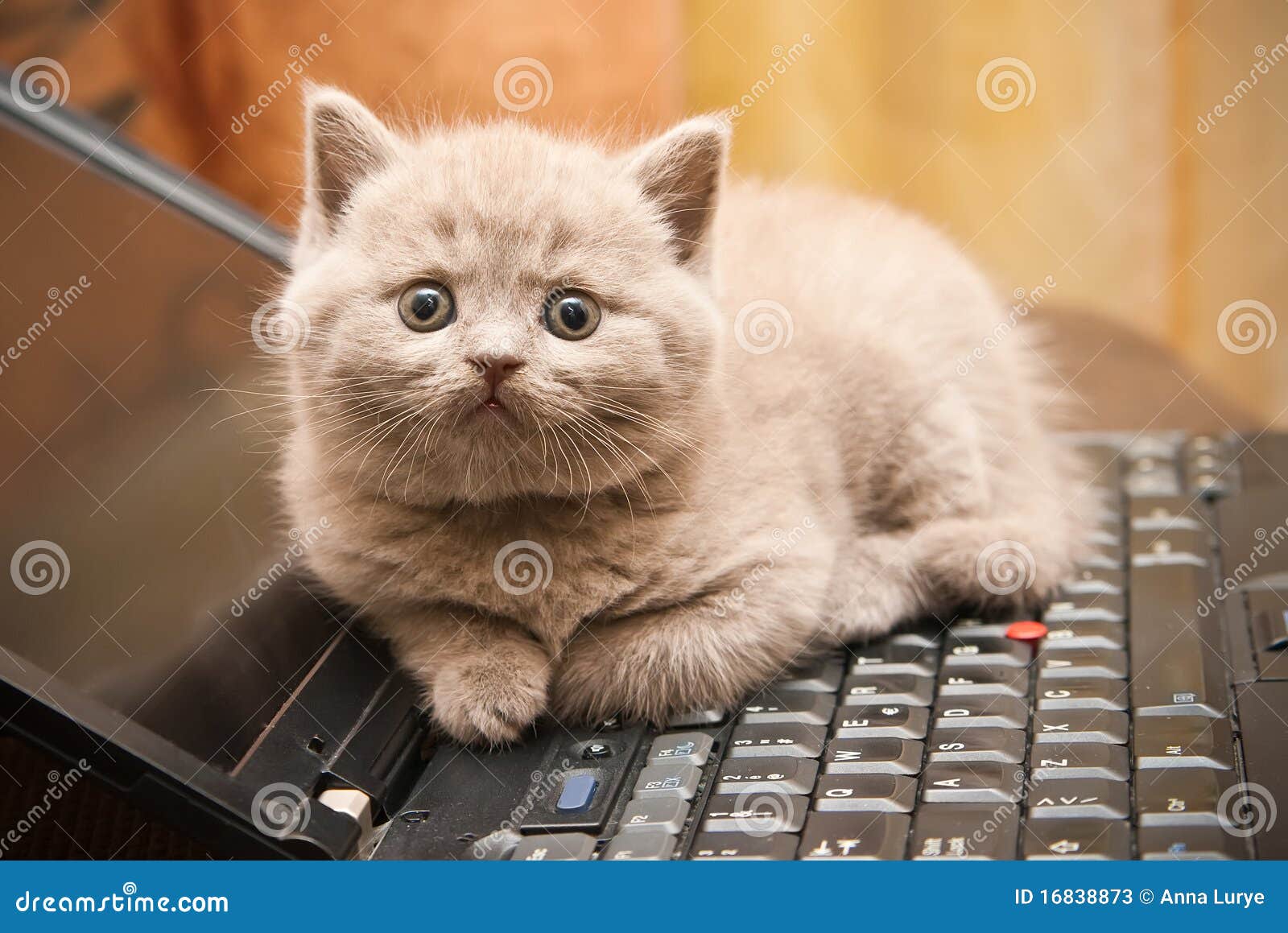 Kitten on a Laptop stock image. Image of computer, keyboard 16838873