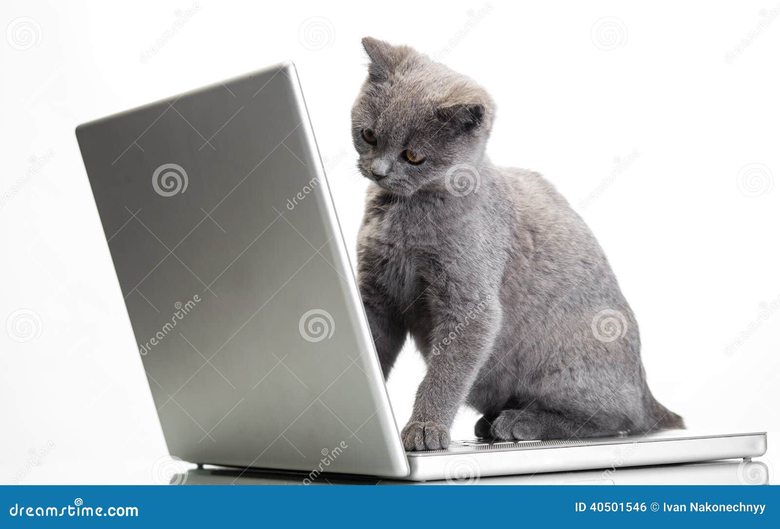A kitten and a laptop stock photo. Image of domestic 40501546