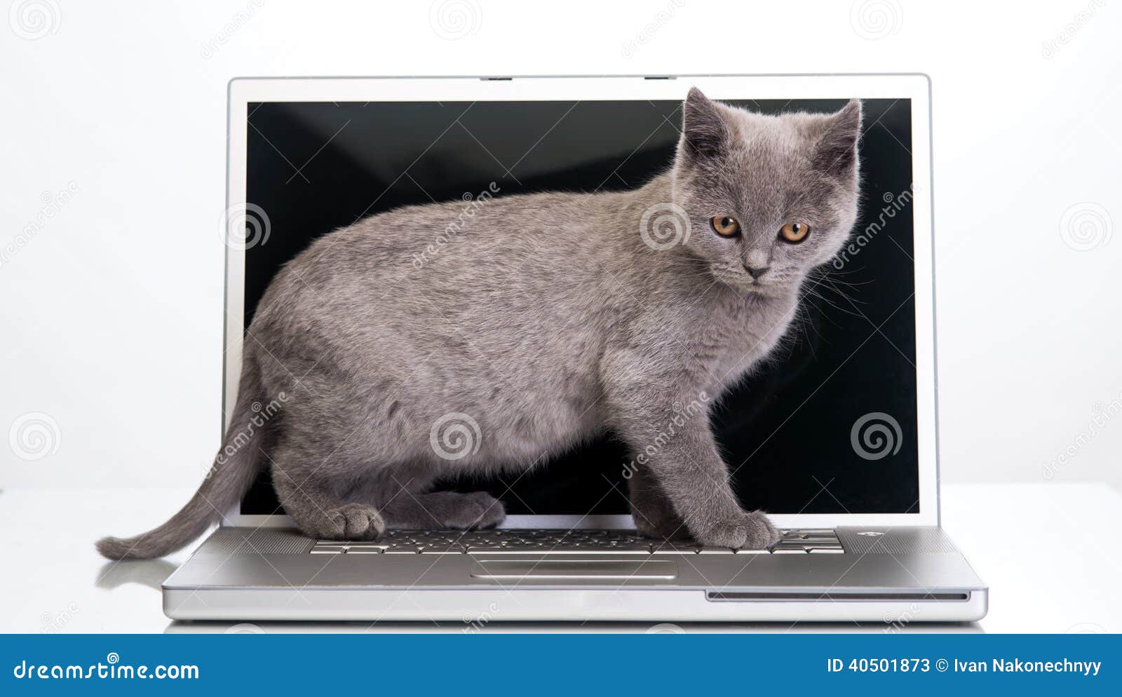 Kitten and a laptop stock image. Image of white, fluffy 40501873