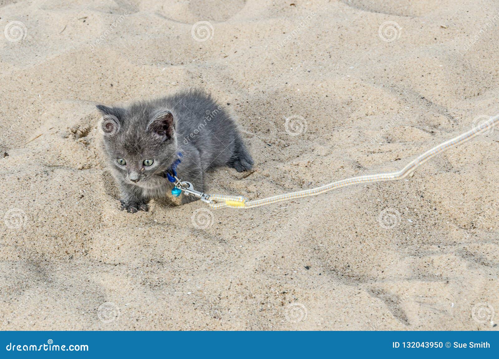 Kitten on a Leash stock photo. Image of cute, outdoor 132043950
