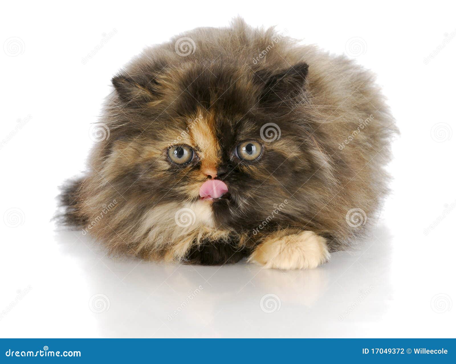 Kitten licking lips stock photo. Image of pedigree, kitten 17049372