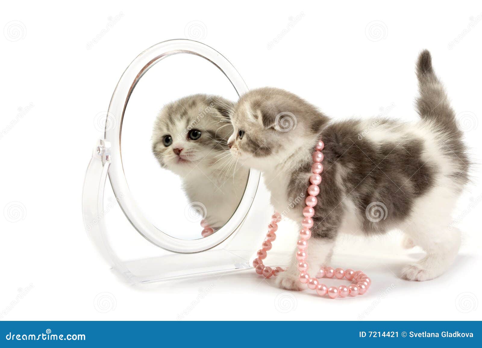Kitten looks in a mirror stock image. Image of hair, isolated 7214421