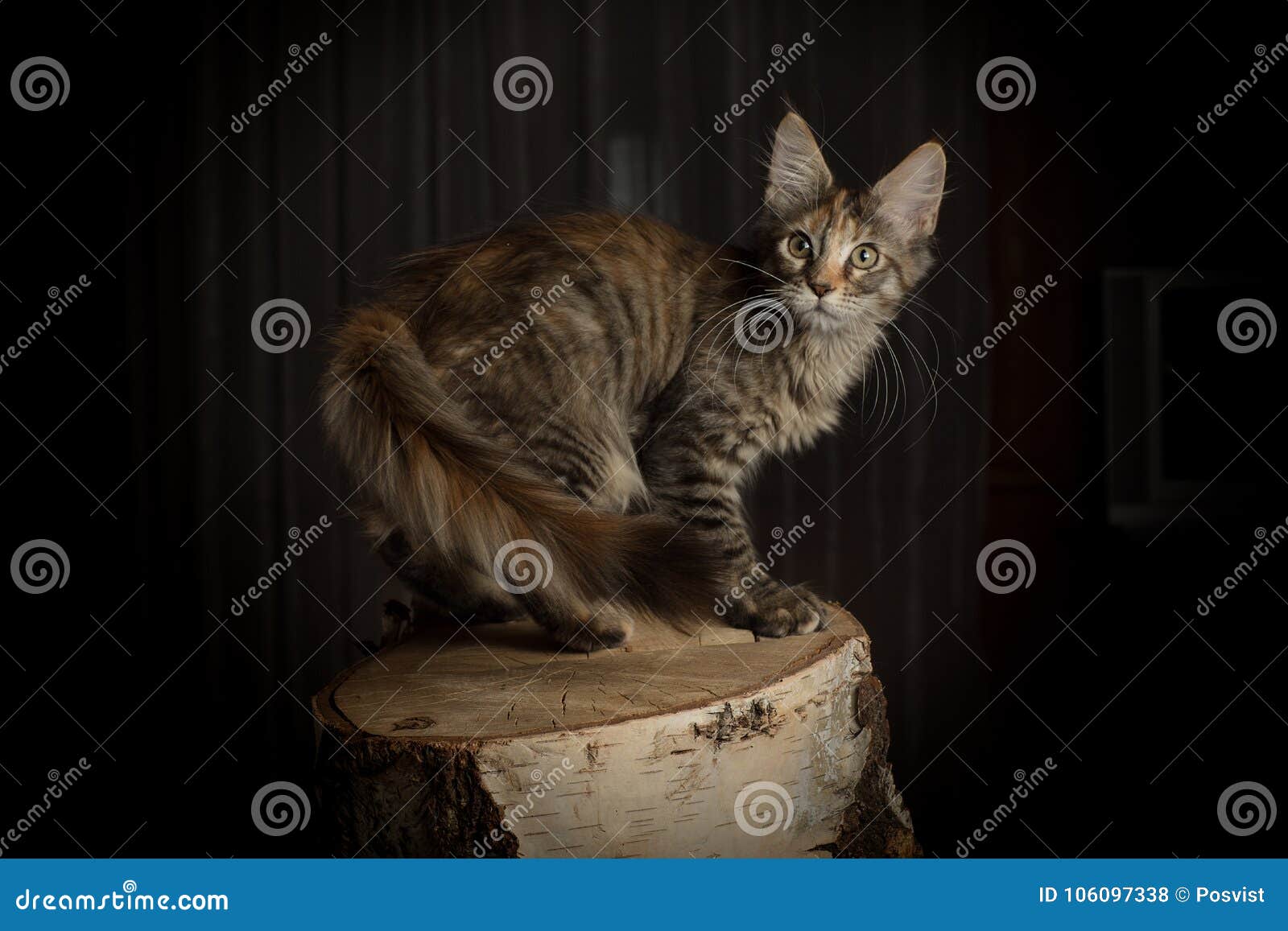 Kitten Maine Coon with the Big Ears Stock Photo Image of coon, ears 106097338
