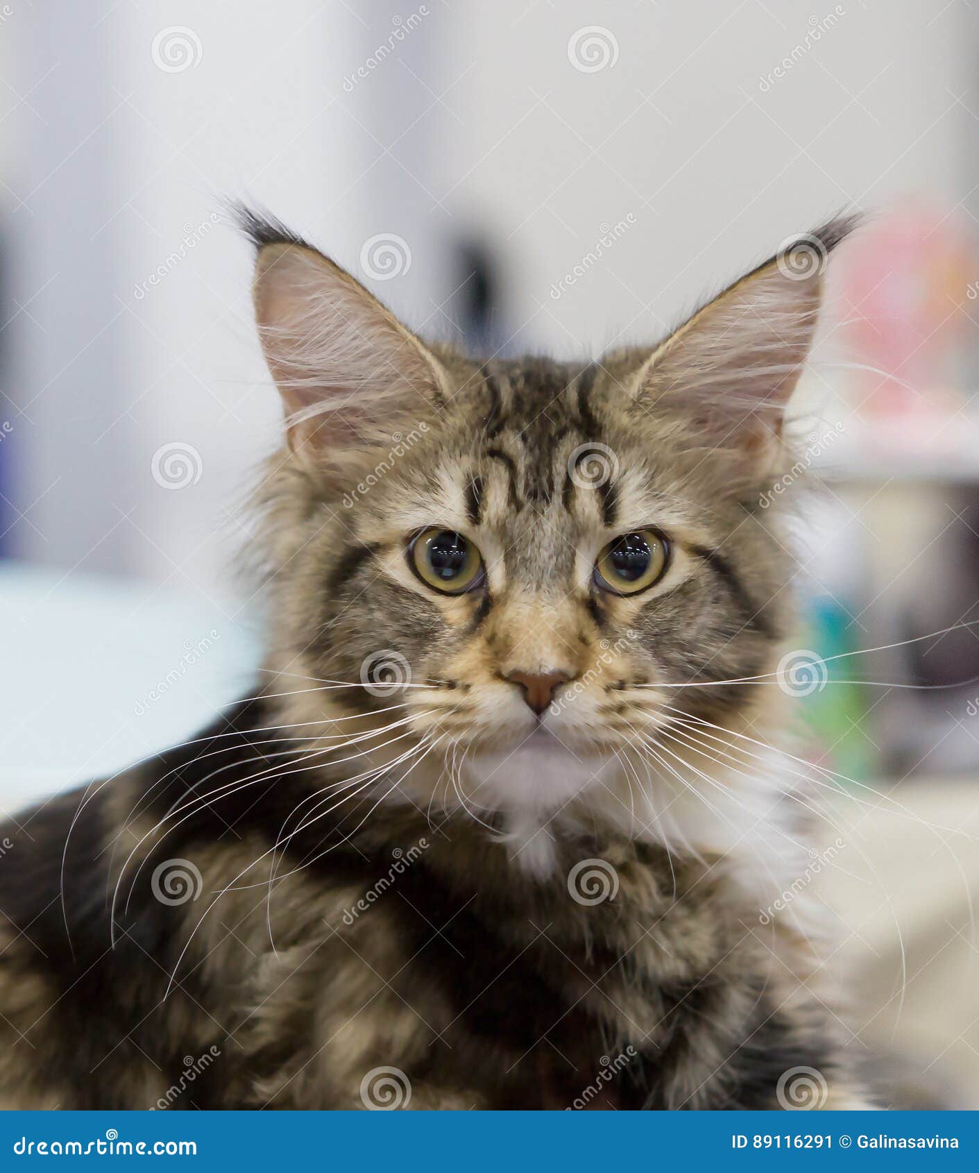 Kitten Maine Coon Farbbraun Gestreift Stockbild Bild Von