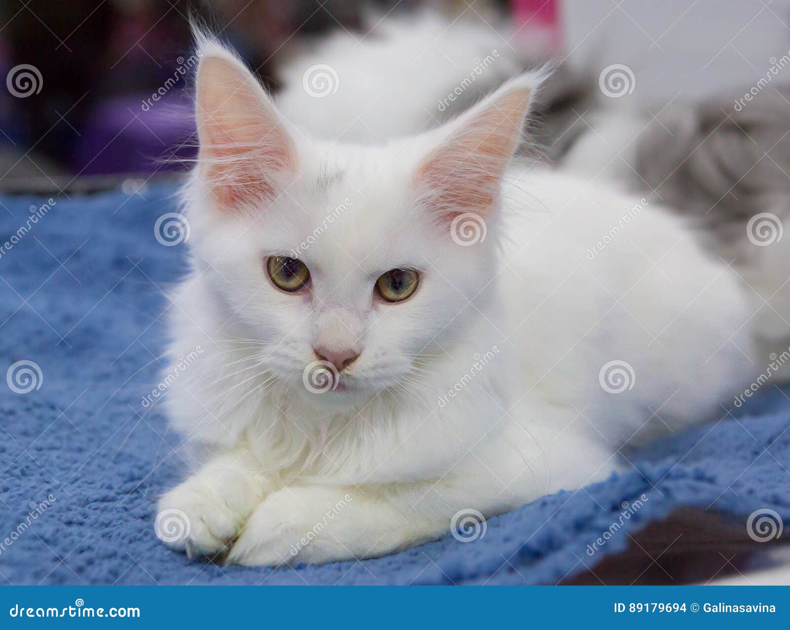 het kan het spoor Ondraaglijk Kitten Maine Coon-wit stock foto. Image of binnenlands - 89179694