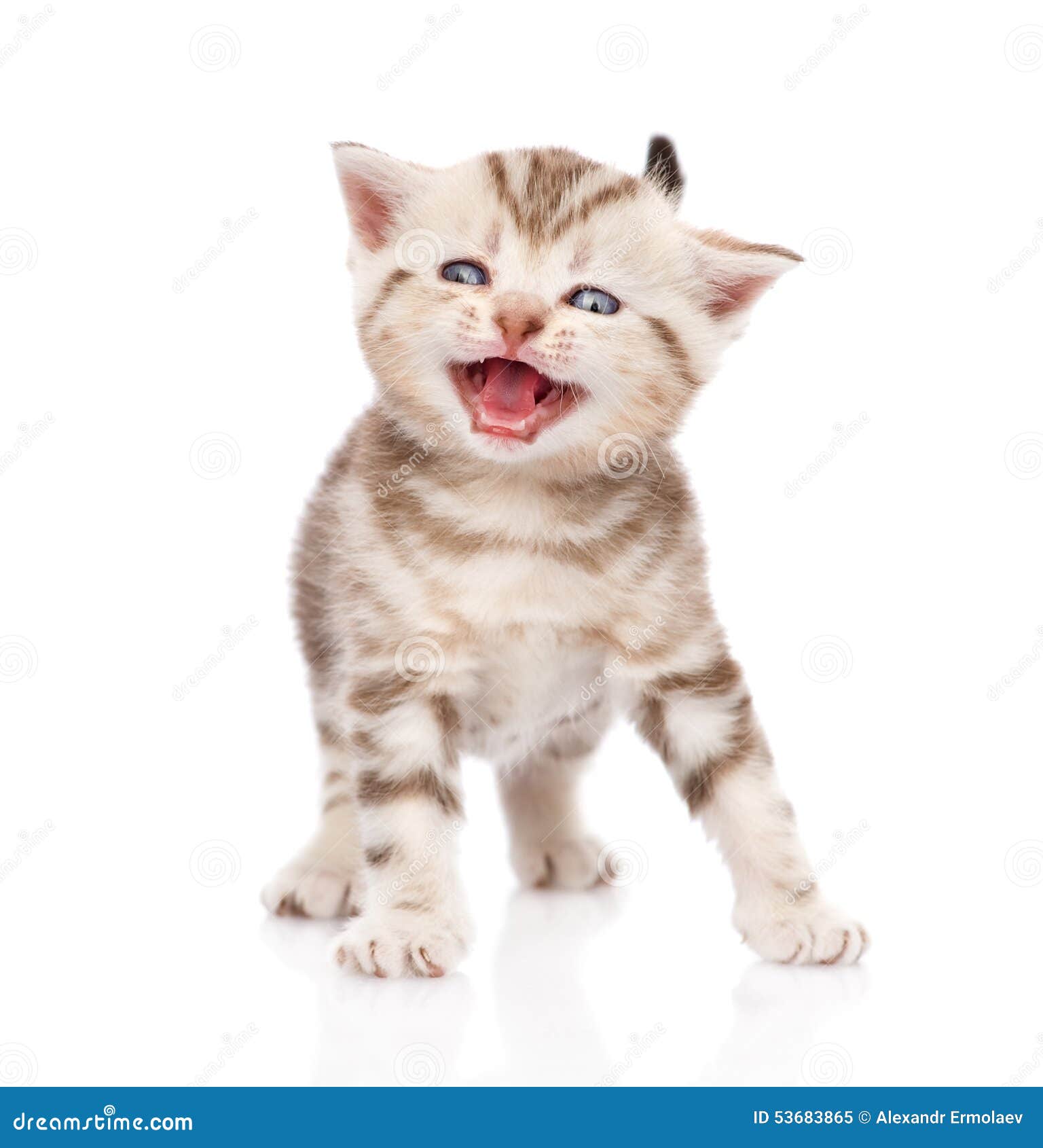 Kitten Meowing. Isolated on White Background Stock Image Image of