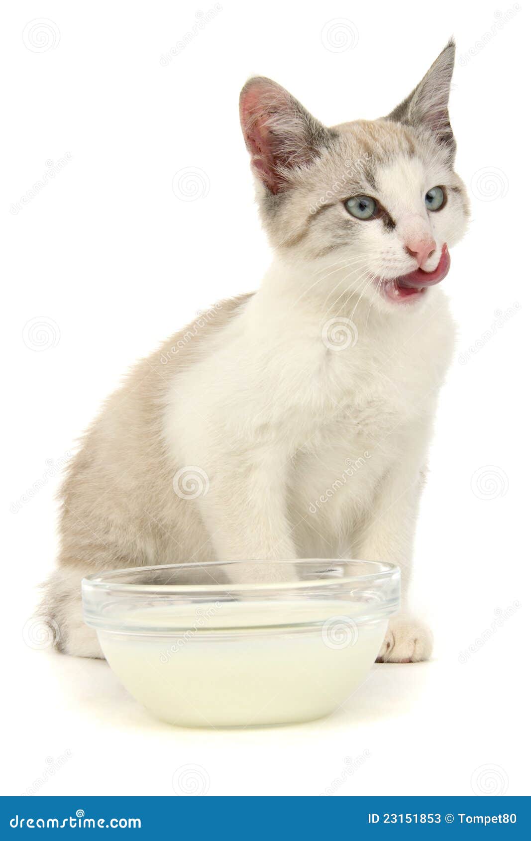 Kitten milk stock image. Image of child, carnivore, mammal - 23151853