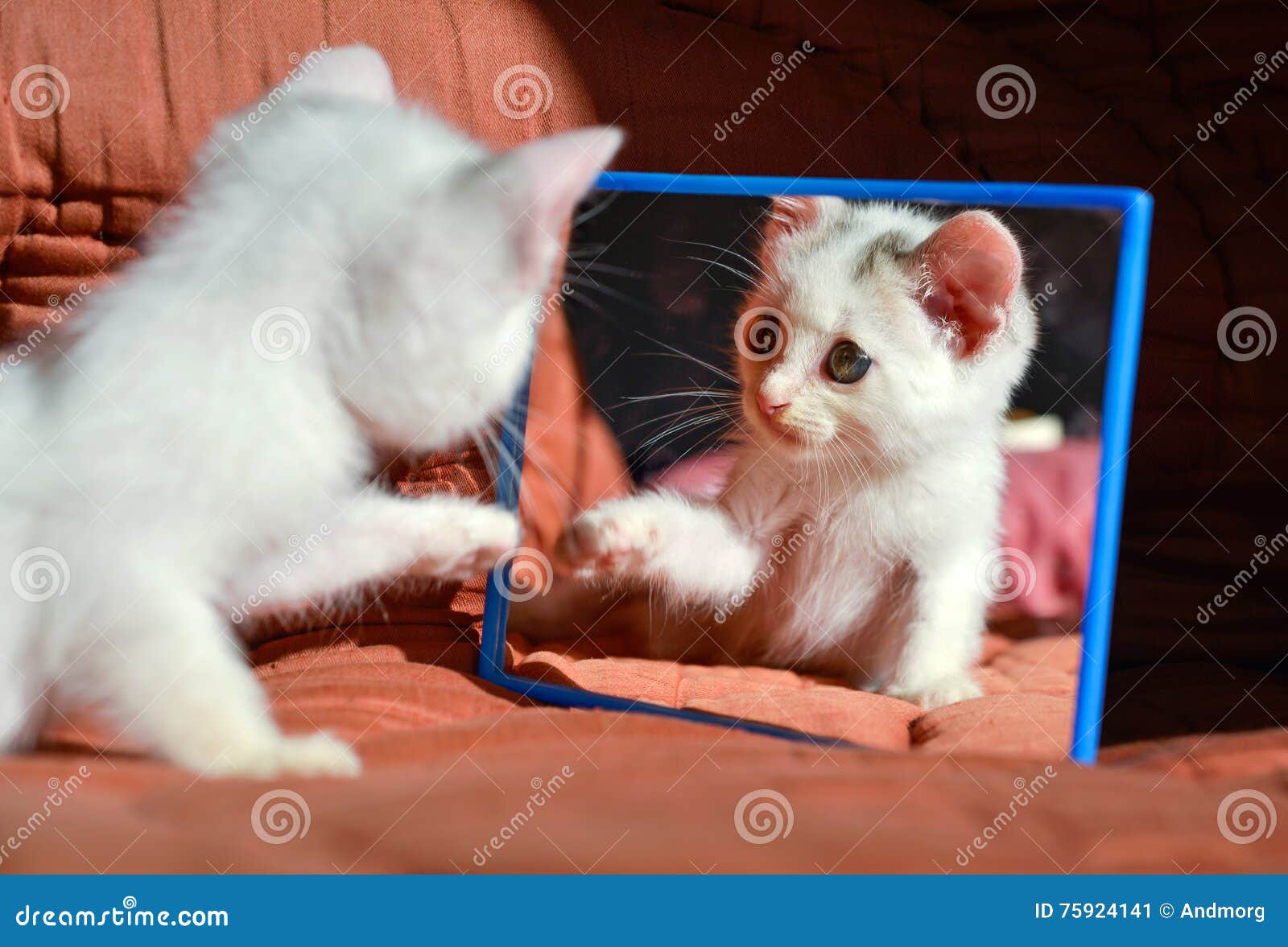 Kitten at the mirror stock image. Image of newborn, playful 75924141