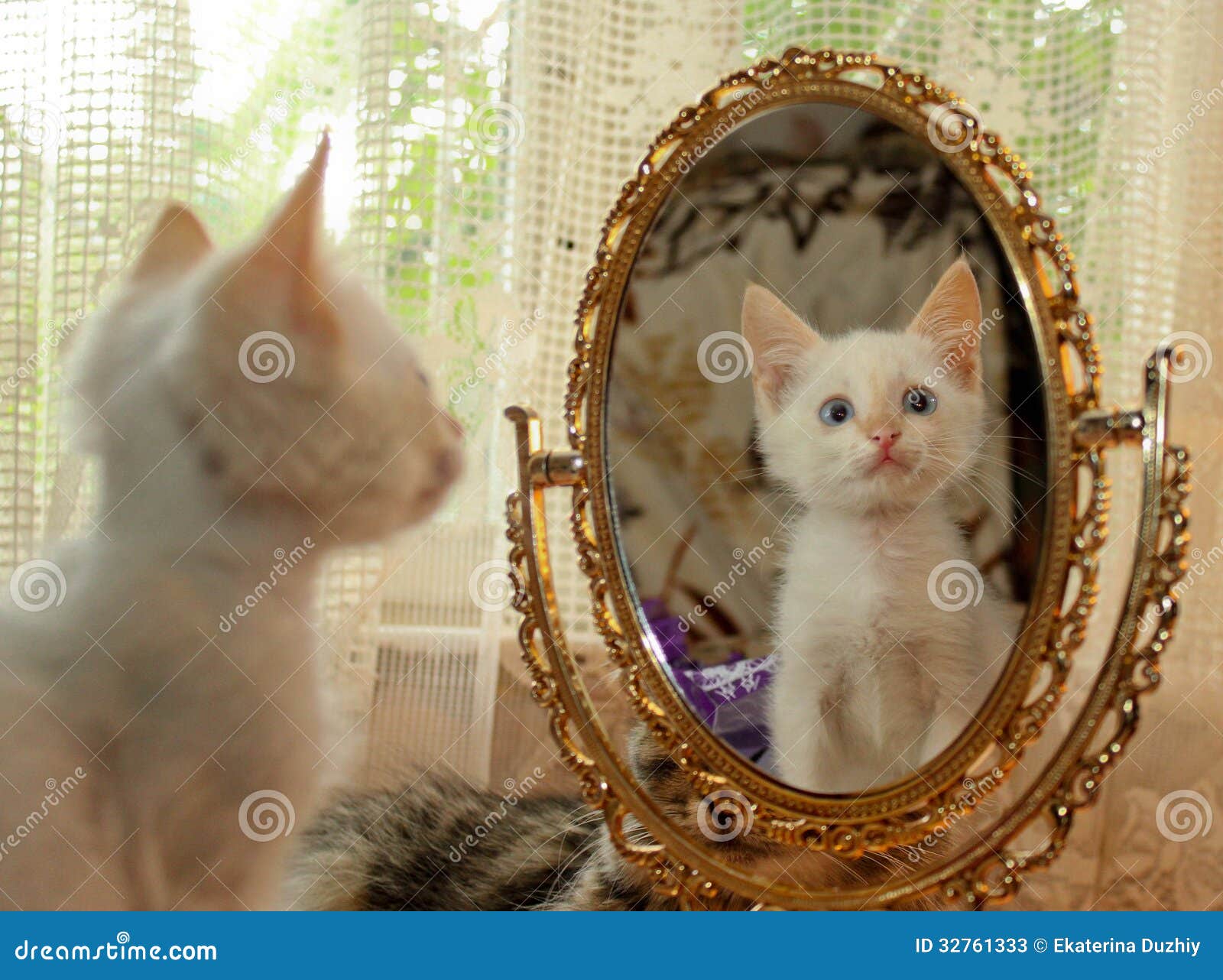 Kitten and a mirror stock image. Image of small, fluffy 32761333