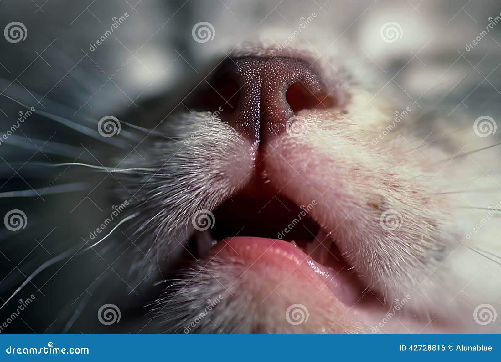 Kitten Mouth 092 Stock Photo Image 42728816
