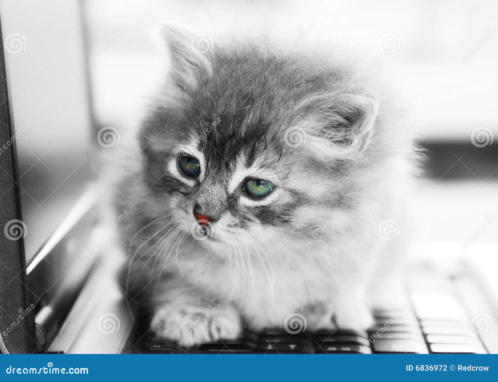 catty kitten