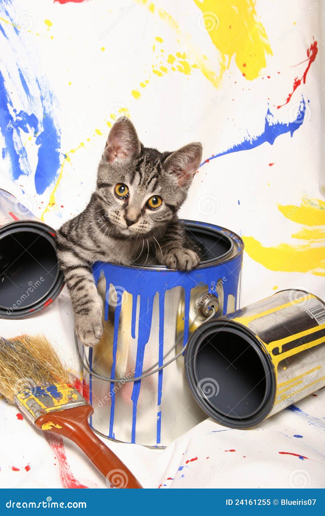 Kitten and Paint Cans stock image. Image of backdrop 24161255