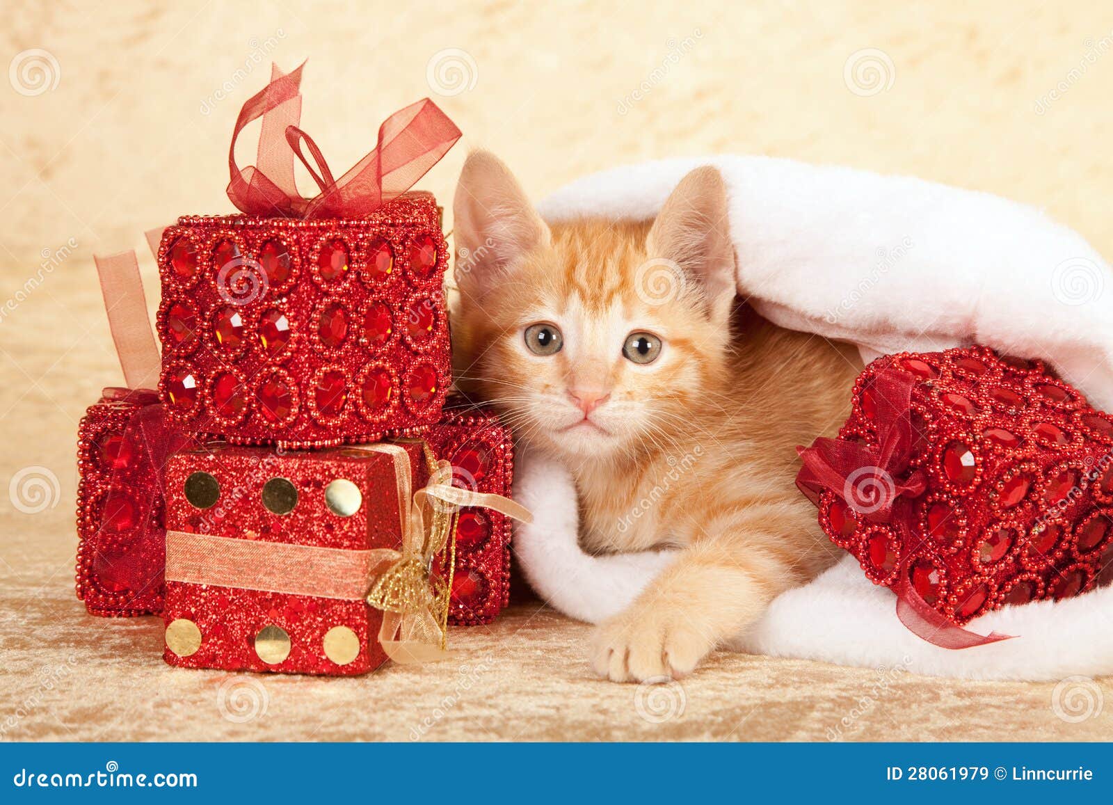 Kitten with Pile of Presents Stock Image Image of christmas, yuletide