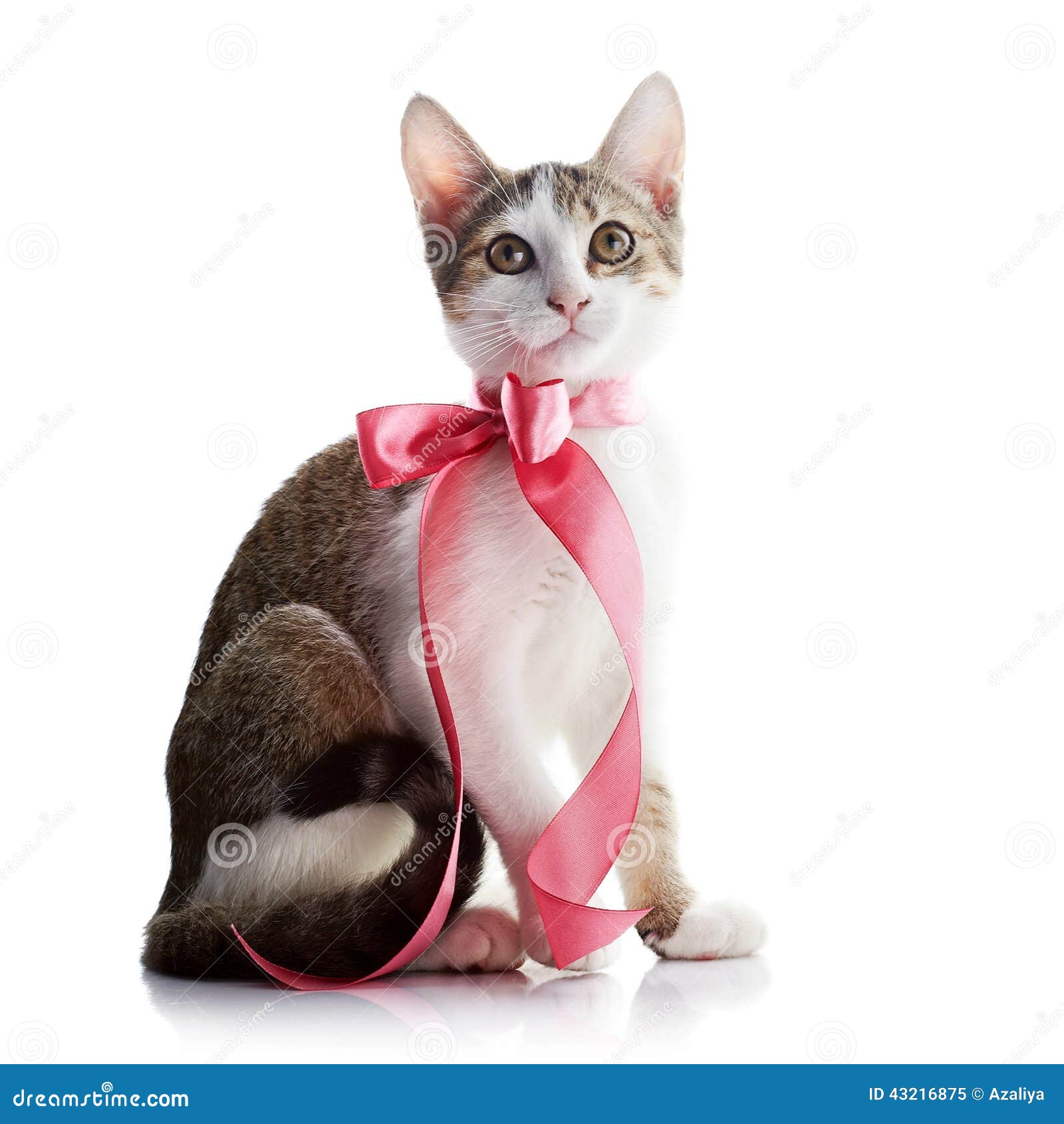 Kitten with a pink bow. stock image. Image of claw, vertebrate - 43216875